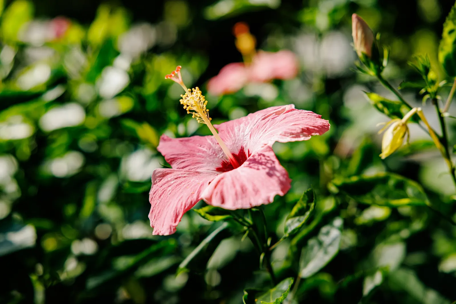 Tropical Hibiscus, Rose Of China (Hibiscus Rosa-Sinensis 'Red') — A mature Hibiscus rosa-sinensis 'Red' can reach a height of 5 to 8 feet with a, image 112