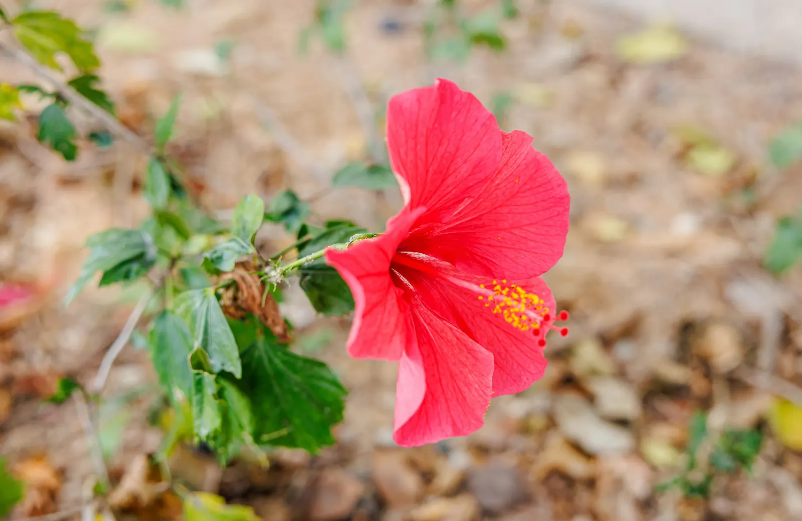 Tropical Hibiscus, Rose Of China (Hibiscus Rosa-Sinensis 'Red') — A mature Hibiscus rosa-sinensis 'Red' can reach a height of 5 to 8 feet with a similar spread