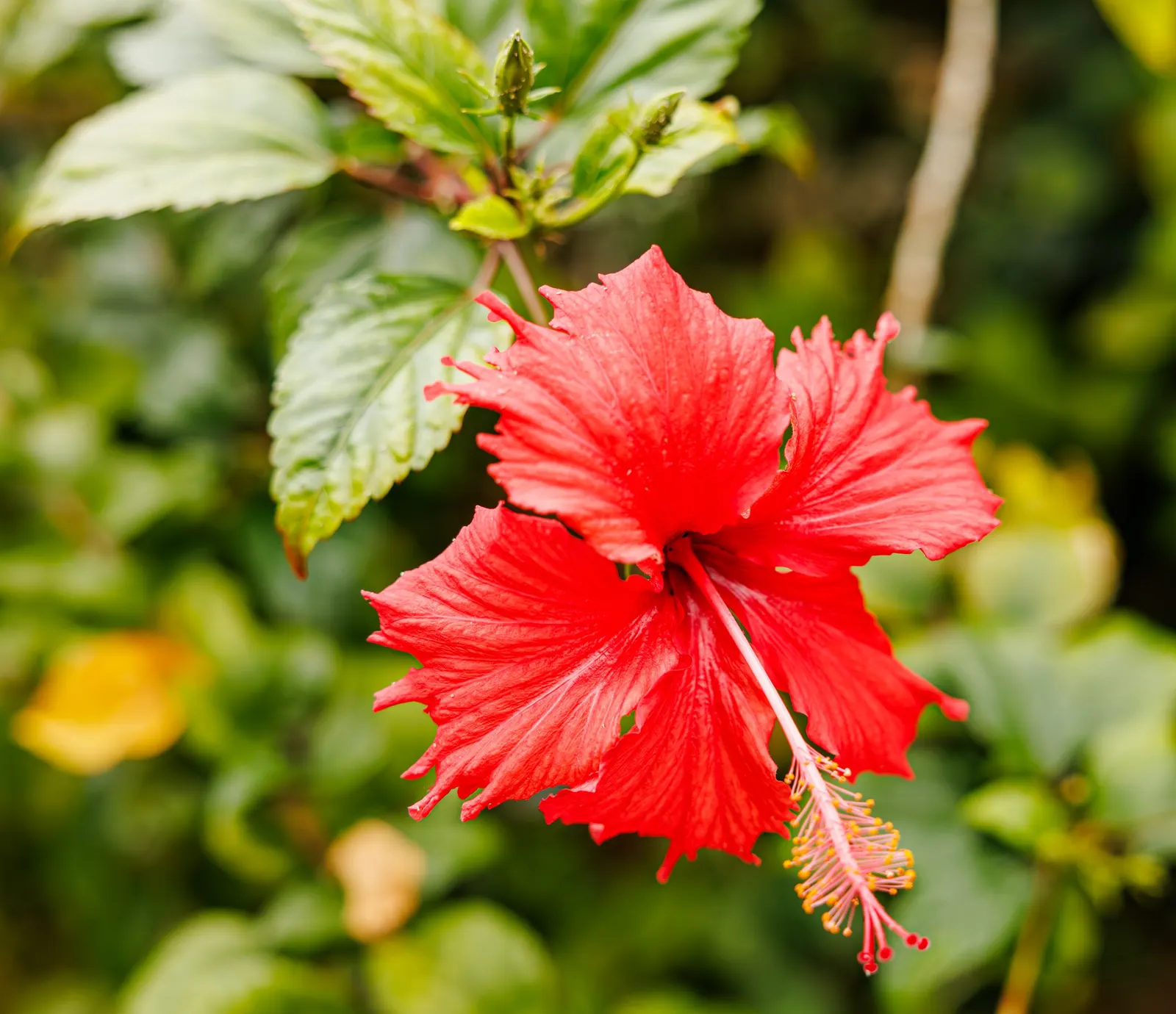 Tropical Hibiscus, Rose Of China (Hibiscus Rosa-Sinensis 'Red') — is a vibrant and robust flowering shrub that would serve as a stunning focal point in any