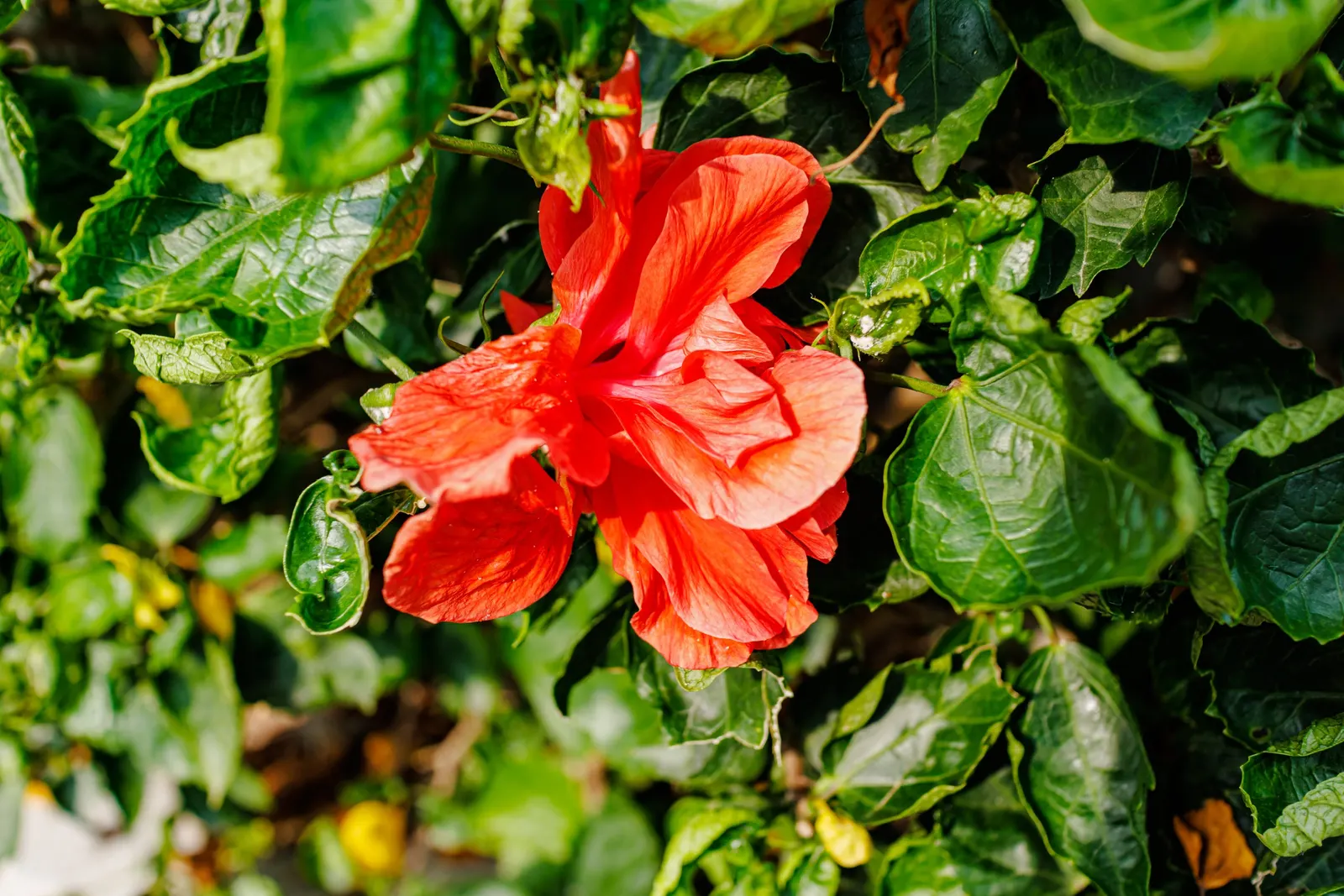 Tropical Hibiscus, Rose Of China (Hibiscus Rosa-Sinensis 'Red') — with peak blossoms in the summer months.<br><br>Preferring a warm climate; shrub, image 110