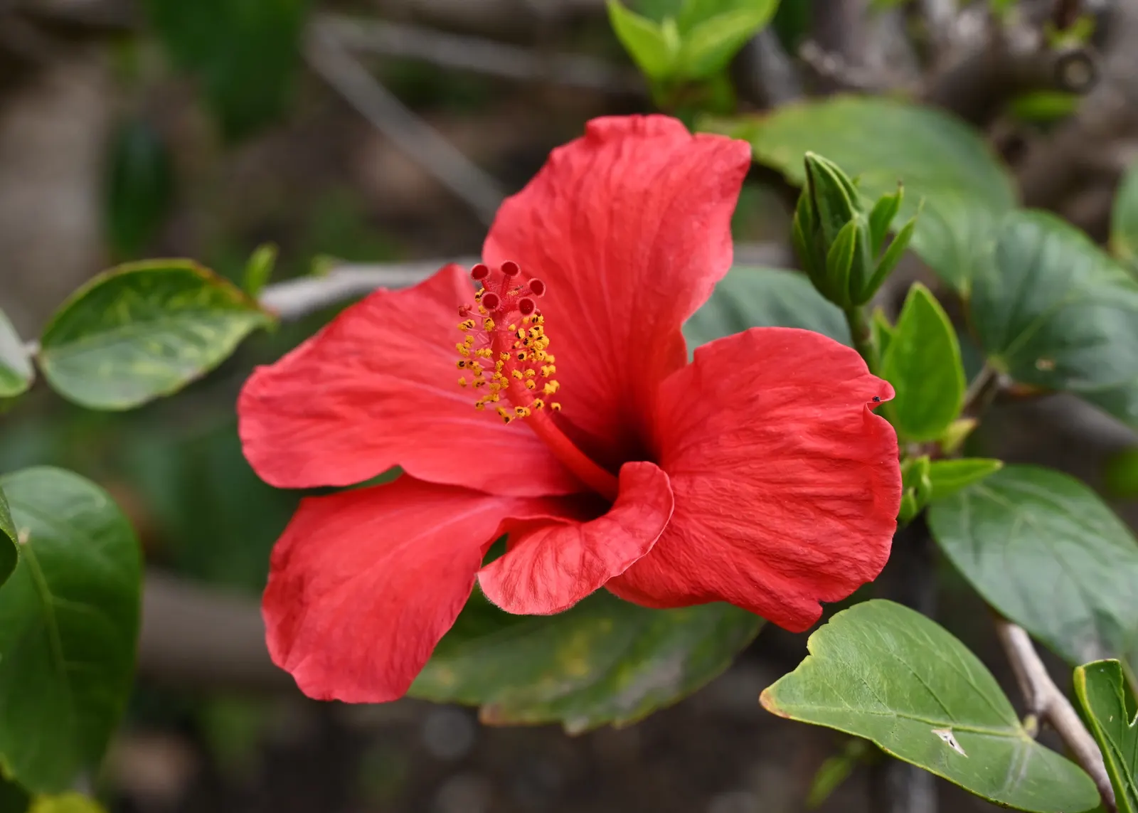 Tropical Hibiscus, Rose Of China (Hibiscus Rosa-Sinensis 'Red') — Nutrients should be provided through monthly fertilization during the growing season