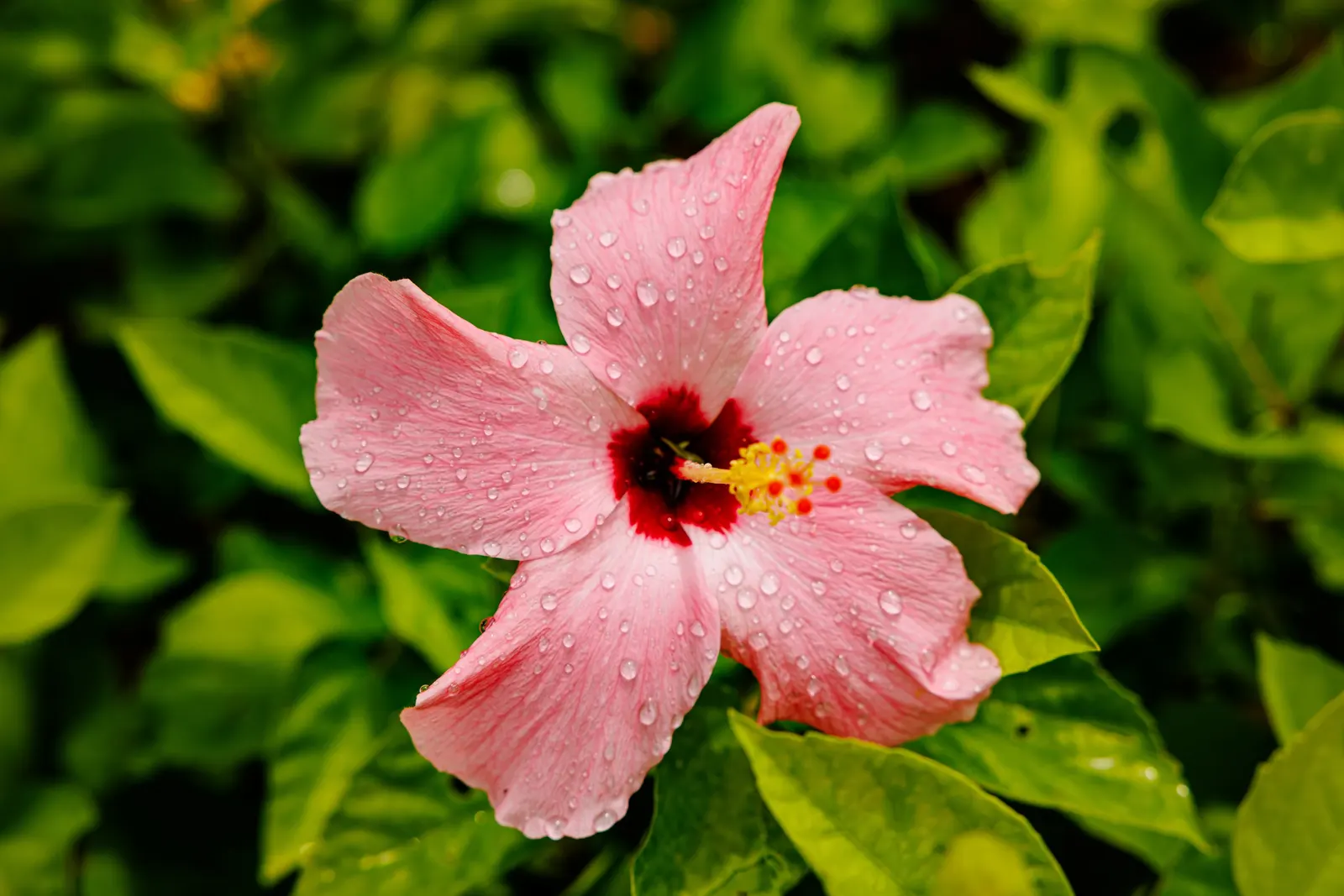 Tropical Hibiscus, Rose Of China (Hibiscus Rosa-Sinensis 'Red') — Preferring full sun, it requires well-drained soil and moderate watering