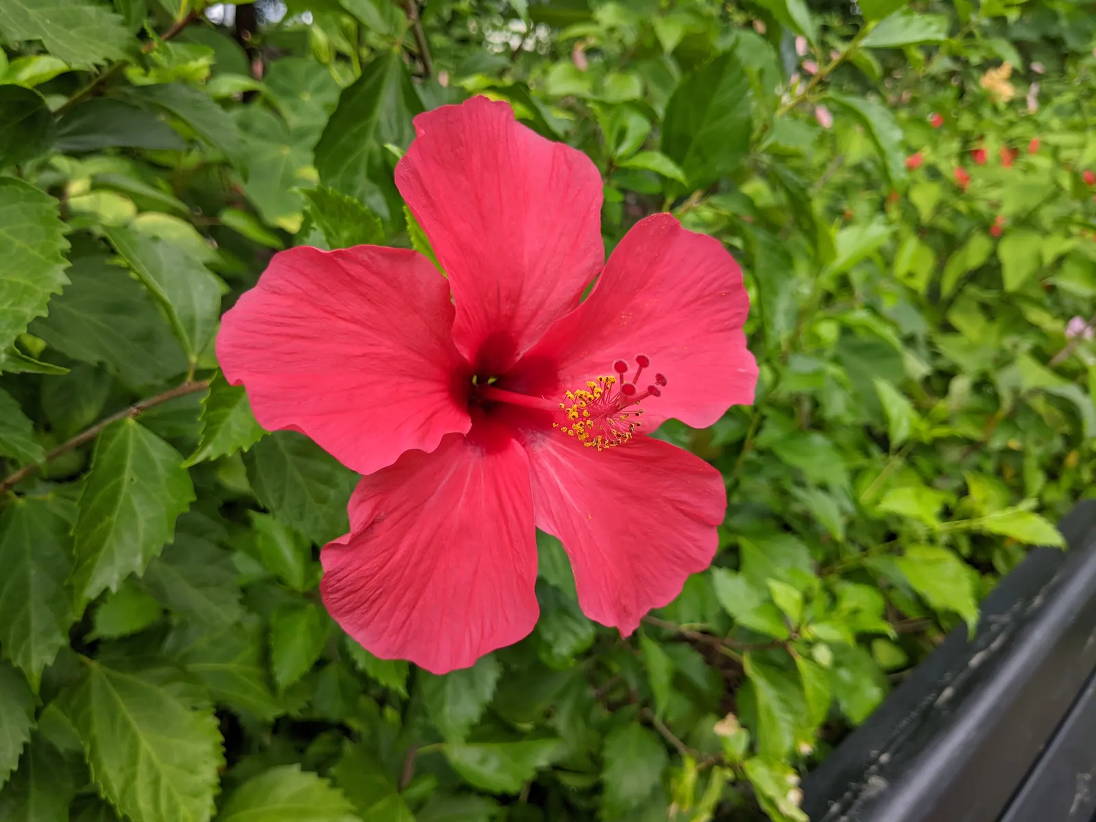 Tropical Hibiscus, Rose Of China (Hibiscus Rosa-Sinensis 'Red') — although it's important to avoid waterlogging
