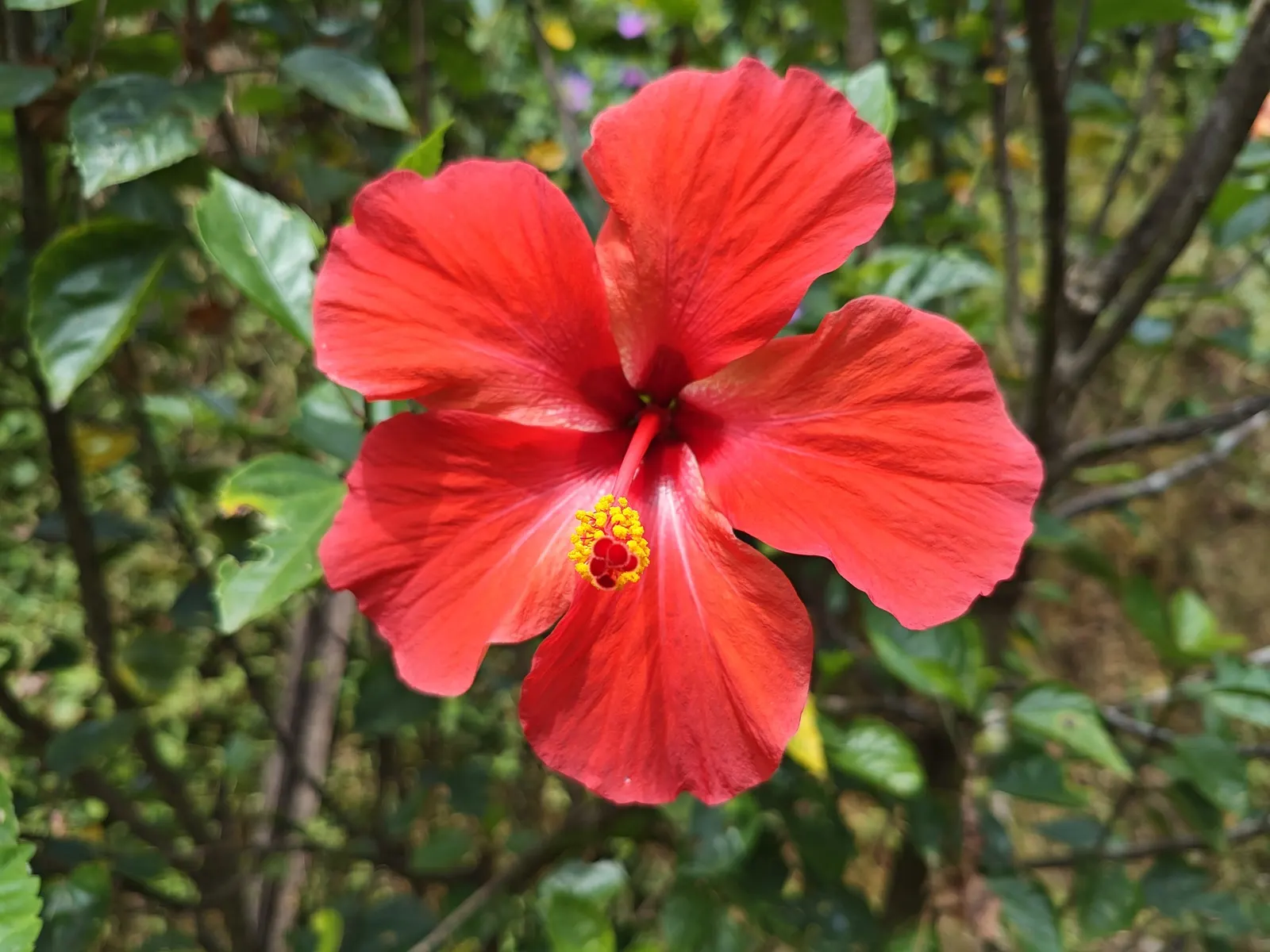 Tropical Hibiscus, Rose Of China (Hibiscus Rosa-Sinensis 'Red') — or Hibiscus rosa-sinensis
