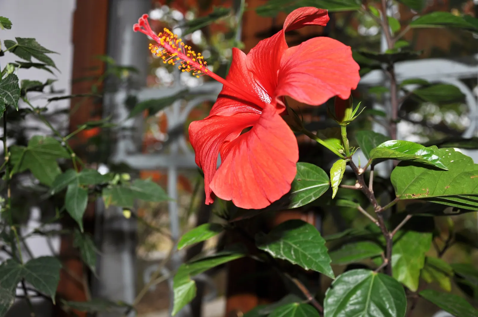 Tropical Hibiscus, Rose Of China (Hibiscus Rosa-Sinensis 'Red') — Ideal for focal points in gardens; the Tropical Hibiscus flourishes in USDA Hardiness Zones 9