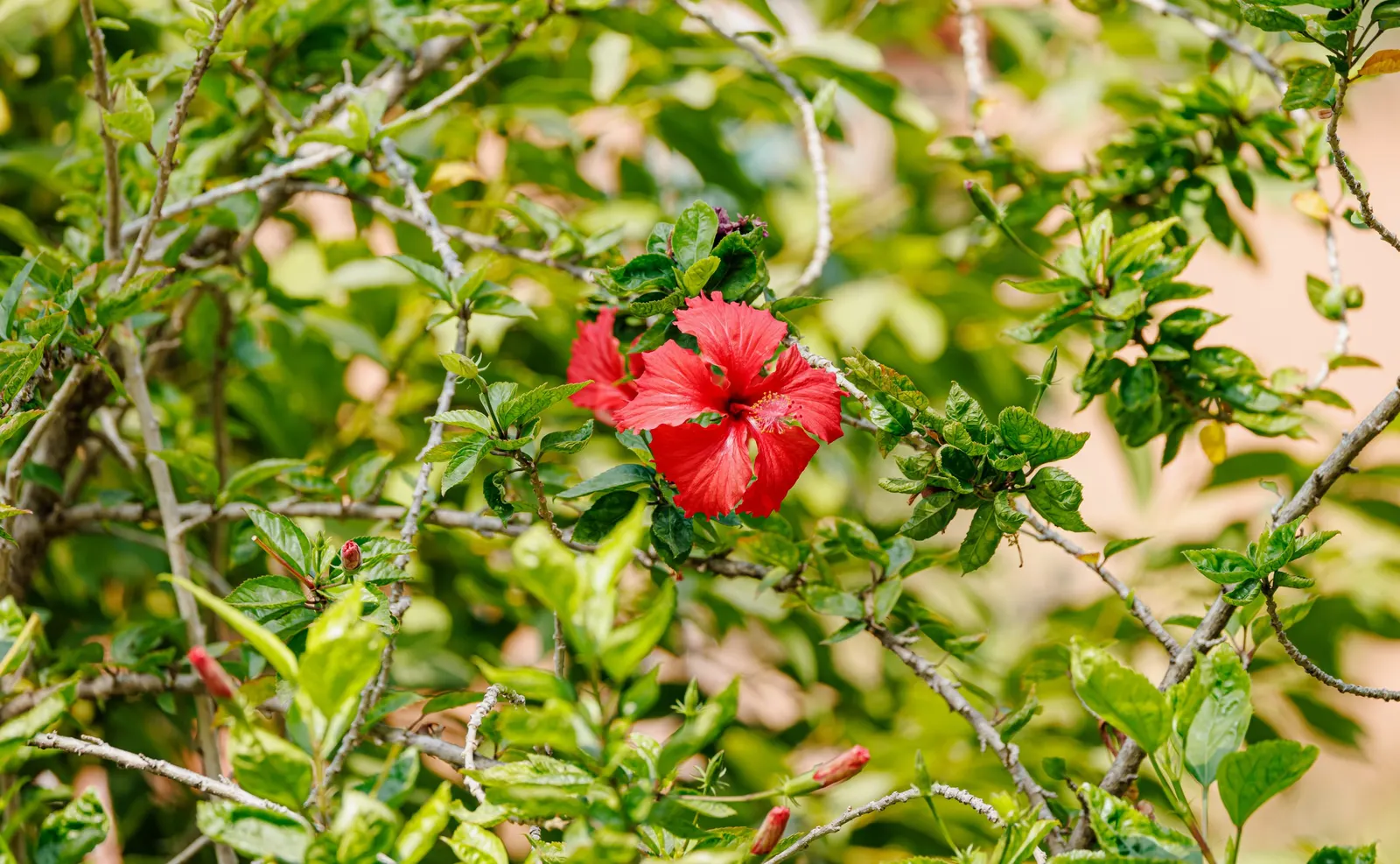 Tropical Hibiscus, Rose Of China (Hibiscus Rosa-Sinensis 'Red') — protruding stamen that adds to their exotic allure