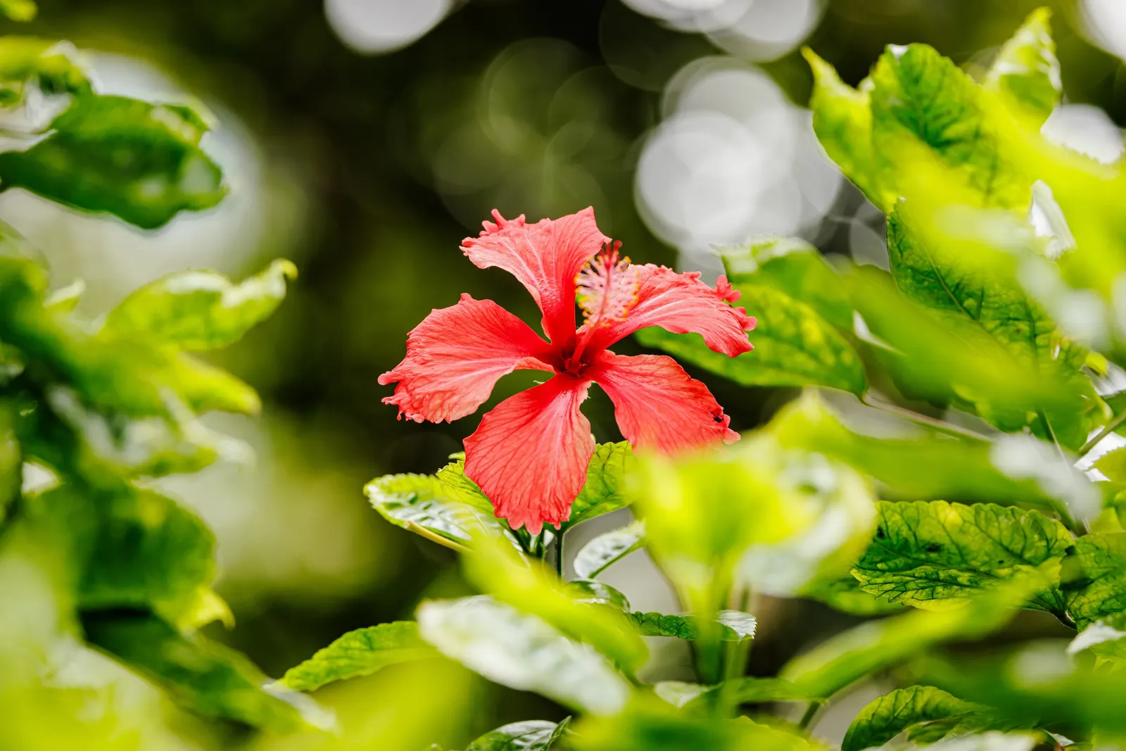 Tropical Hibiscus, Rose Of China (Hibiscus Rosa-Sinensis 'Red') — it attracts pollinators while offering year-round visual interest with its glossy