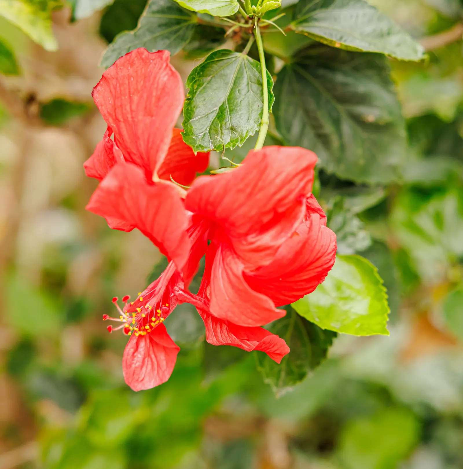 Tropical Hibiscus, Rose Of China (Hibiscus Rosa-Sinensis 'Red') — making it an ideal specimen for both privacy screens and standalone displays.<br><br>For the