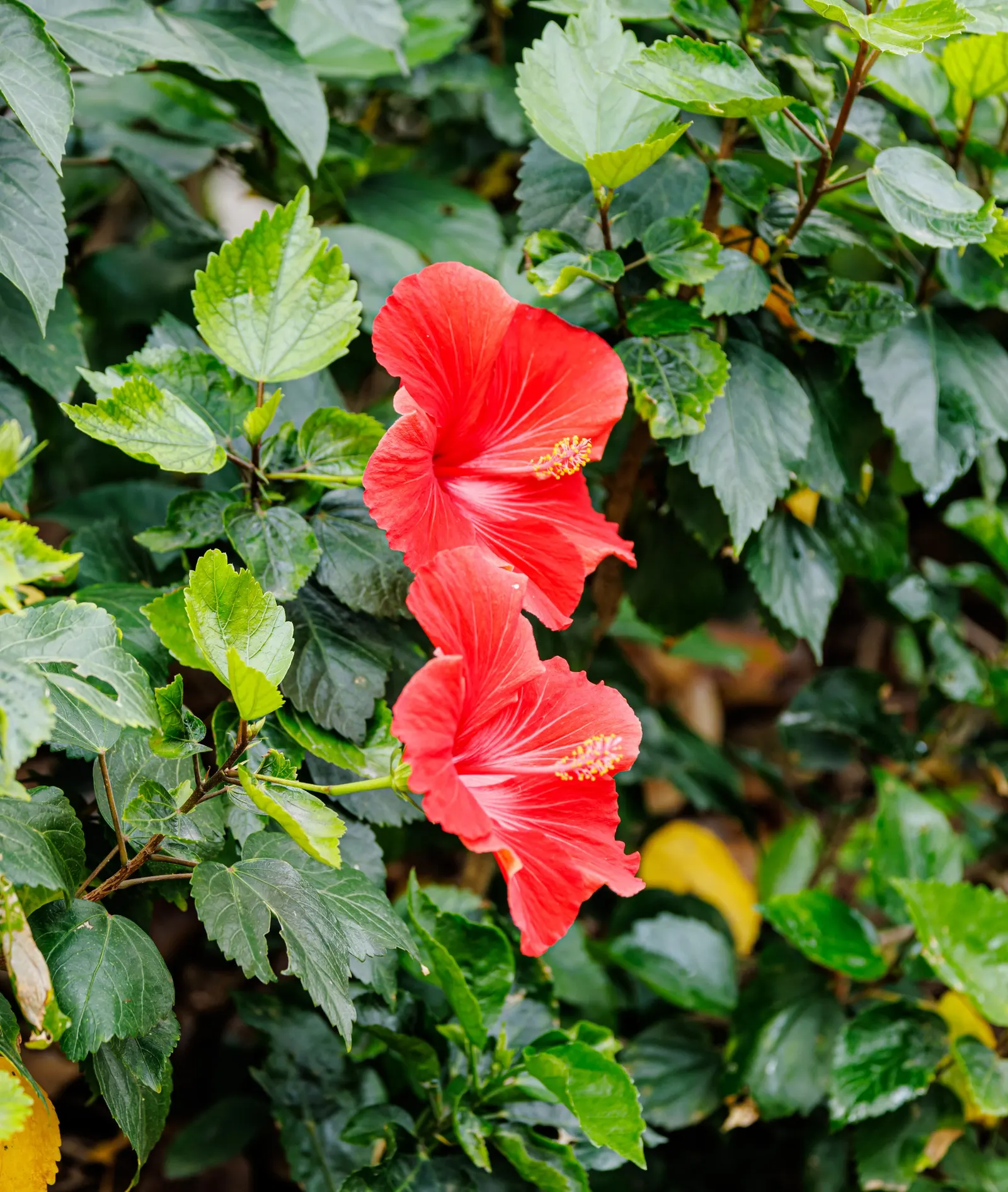 Tropical Hibiscus, Rose Of China (Hibiscus Rosa-Sinensis 'Red') — fertile soil is required along with regular watering