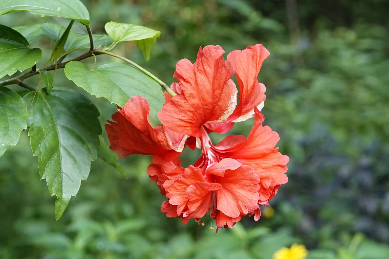 Tropical Hibiscus, Rose Of China (Hibiscus Rosa-Sinensis 'Red') — it attracts pollinators while offering year-round visual interest with its glossy; red