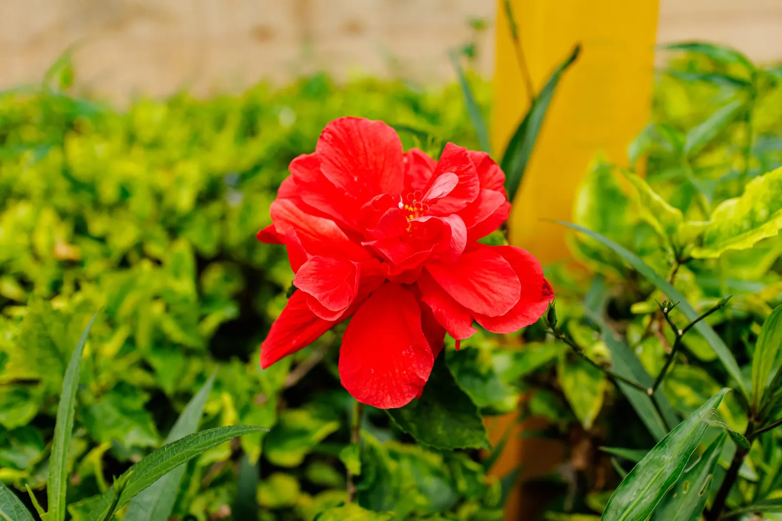Tropical Hibiscus, Rose Of China (Hibiscus Rosa-Sinensis 'Red') — and they exhibit a flowering pattern that lasts from spring to fall; a mature, image 109