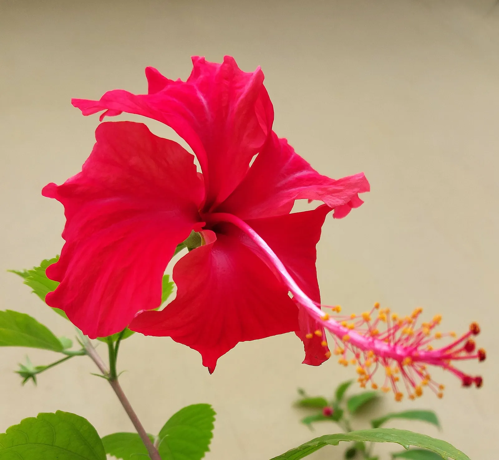 Tropical Hibiscus, Rose Of China (Hibiscus Rosa-Sinensis 'Red') — is a vibrant evergreen shrub that flourishes in USDA zones 9-11; fertile soil is required