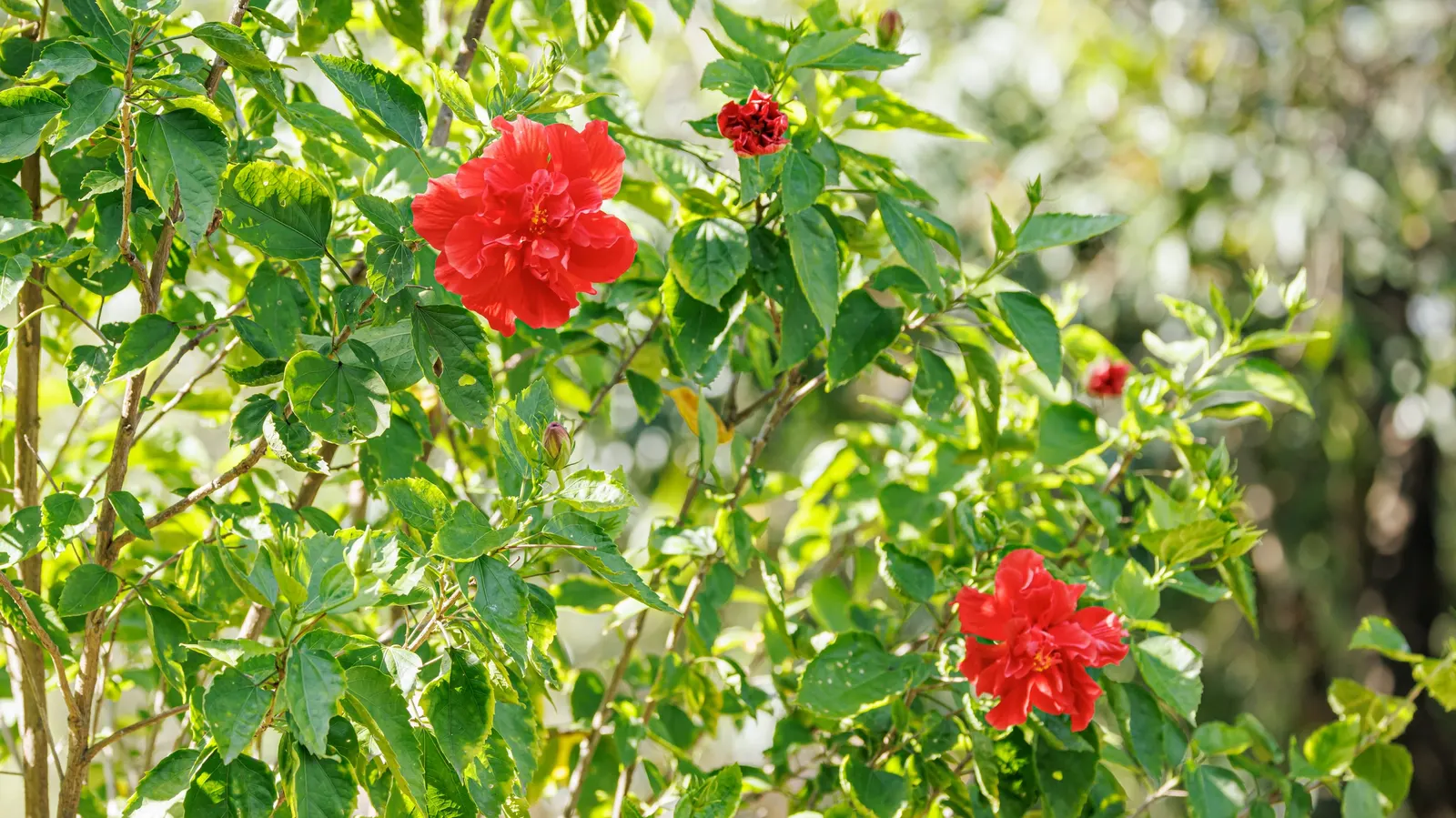 Tropical Hibiscus, Rose Of China (Hibiscus Rosa-Sinensis 'Red') — red flowers in the garden