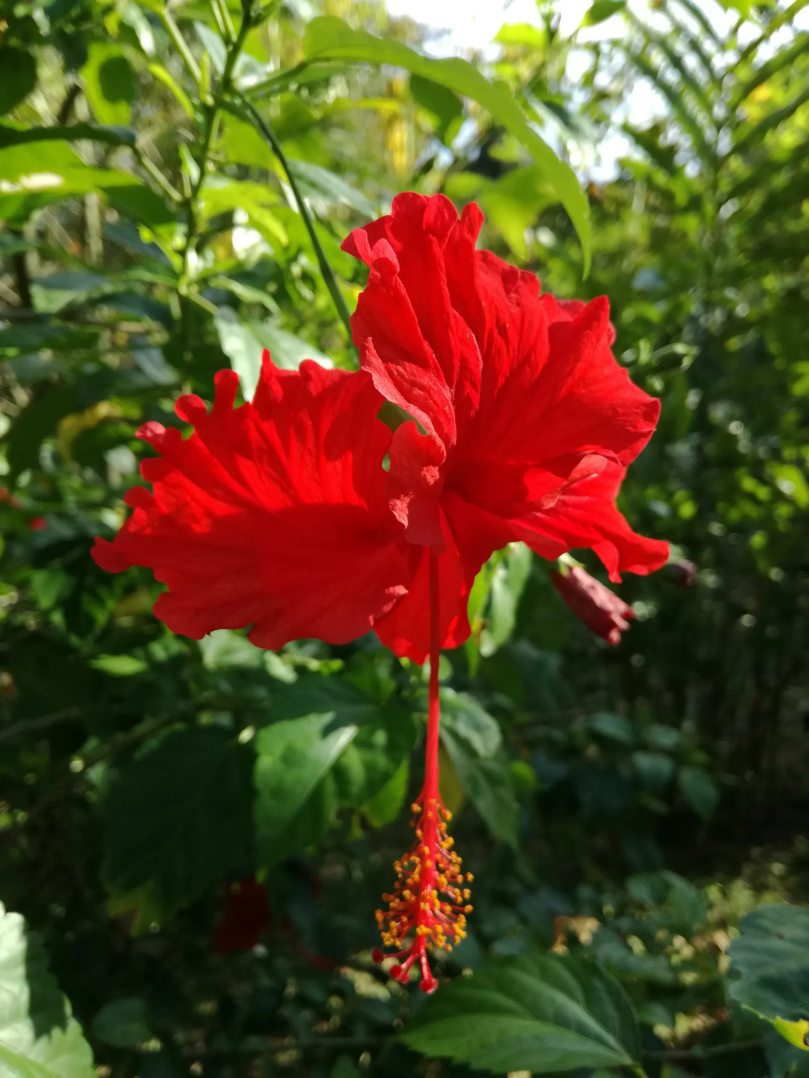 Tropical Hibiscus, Rose Of China (Hibiscus Rosa-Sinensis 'Red') — shrub for full or half