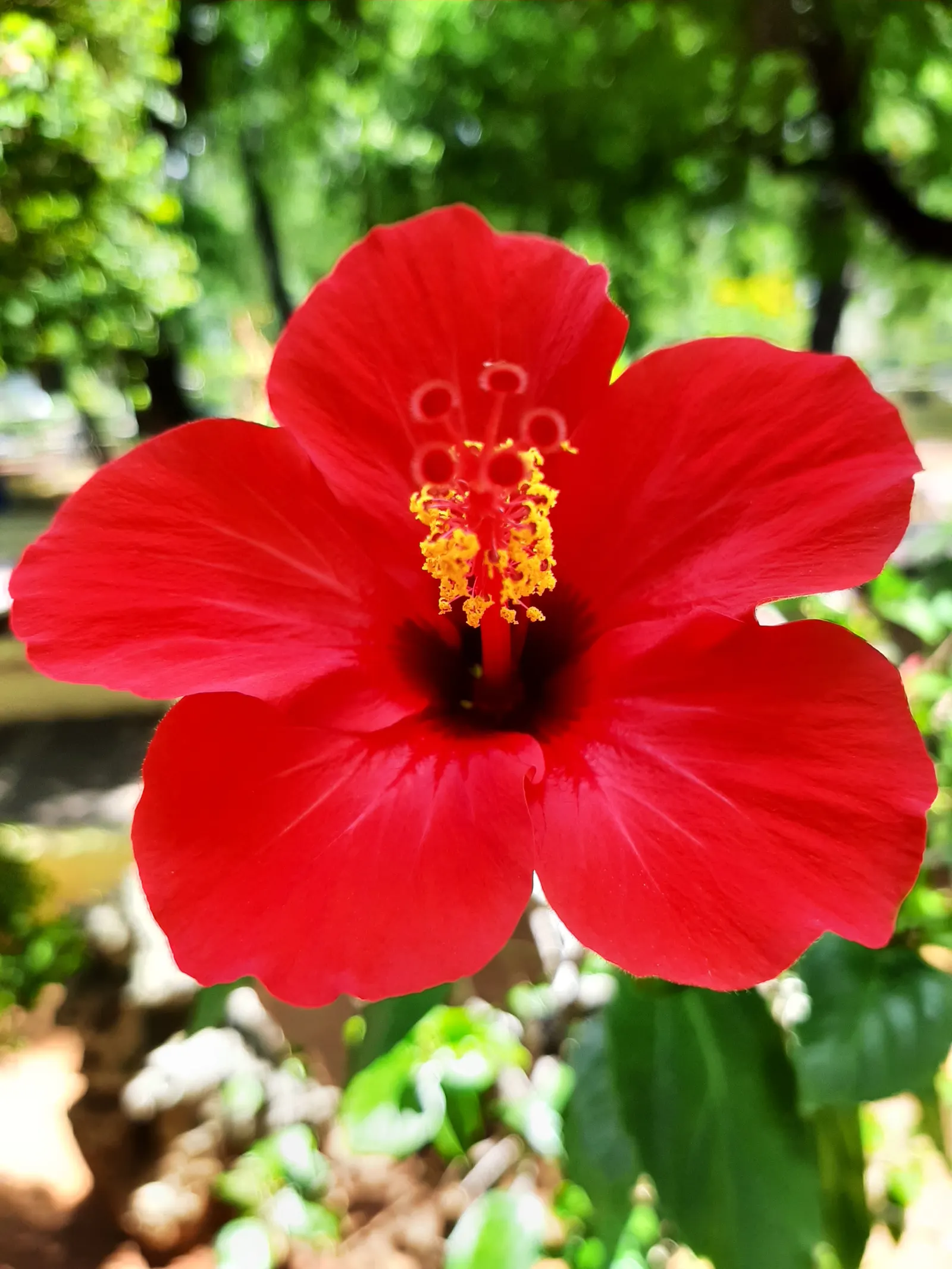 Tropical Hibiscus, Rose Of China (Hibiscus Rosa-Sinensis 'Red') — While relatively low-maintenance, strategic pruning can encourage a fuller plant and more