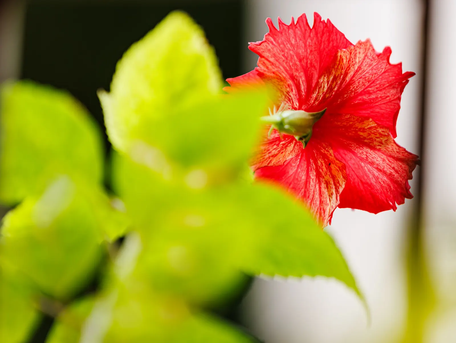 Tropical Hibiscus, Rose Of China (Hibiscus Rosa-Sinensis 'Red') — and they exhibit a flowering pattern that lasts from spring to fall