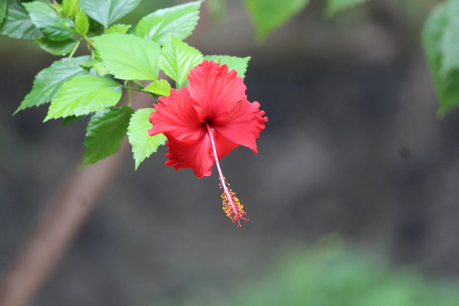 Tropical Hibiscus, Rose Of China (Hibiscus Rosa-Sinensis 'Red') — is a vibrant and robust flowering shrub that would serve as a stunning focal, image 32