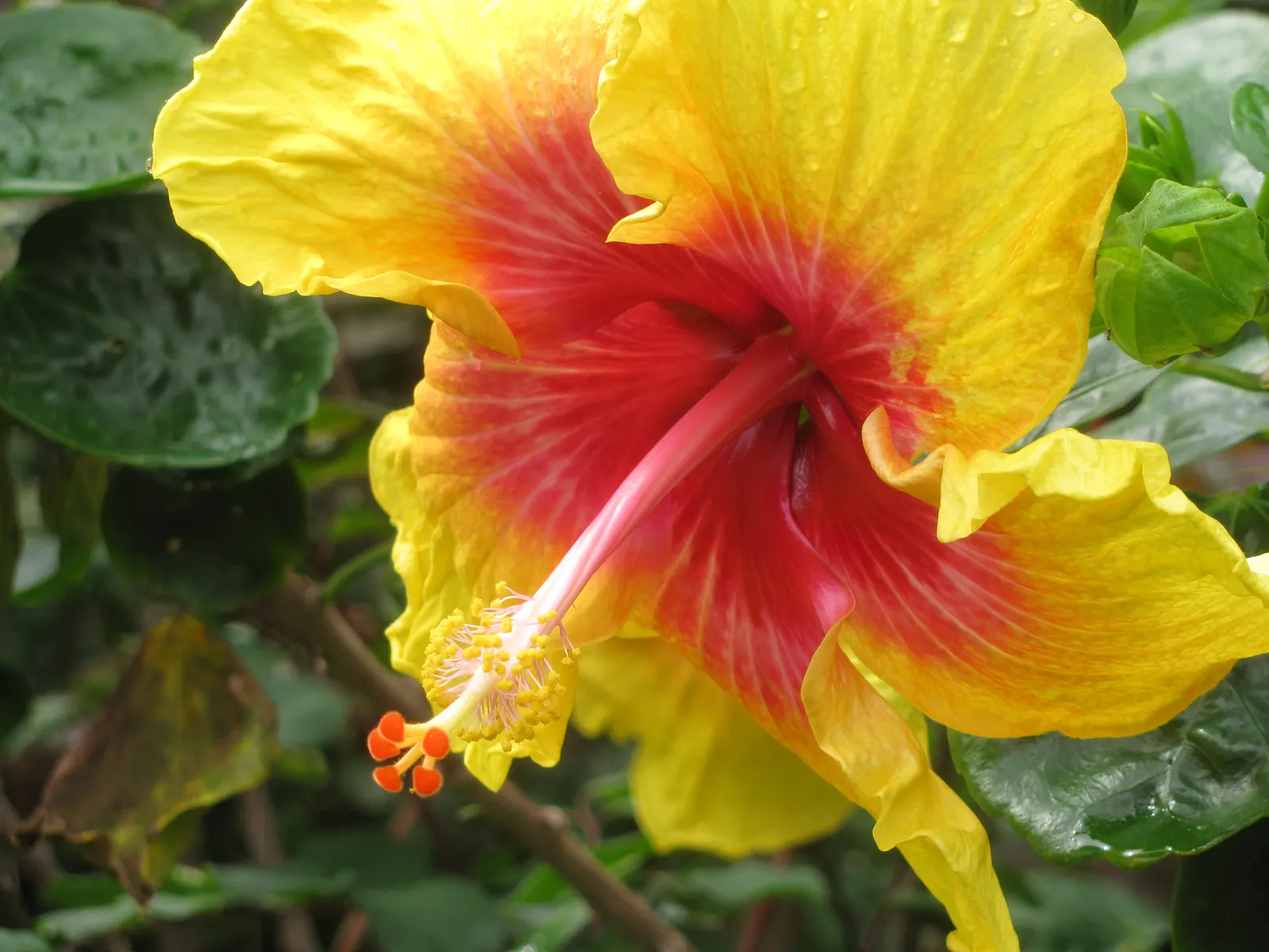 Tropical Hibiscus, Rose Of China (Hibiscus Rosa-Sinensis 'Red') — and they exhibit a flowering pattern that lasts from spring to fall; a mature, image 85