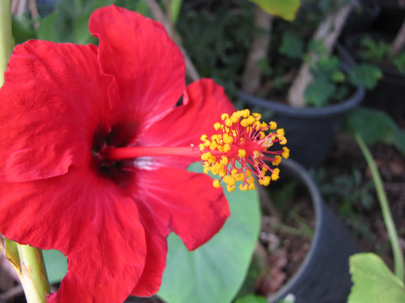 Tropical Hibiscus, Rose Of China (Hibiscus Rosa-Sinensis 'Red') — Renowned for its large, showy red blooms, it reaches a mature height of 4-8 feet, image 100