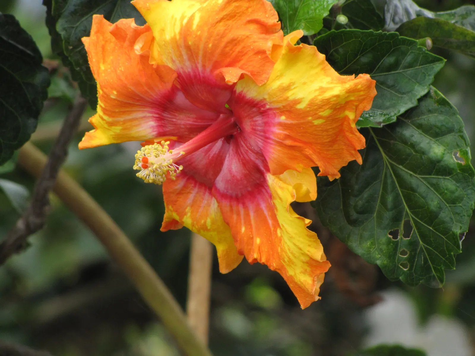 Tropical Hibiscus, Rose Of China (Hibiscus Rosa-Sinensis 'Red') — This evergreen perennial boasts glossy; protruding stamen that adds to their, image 81