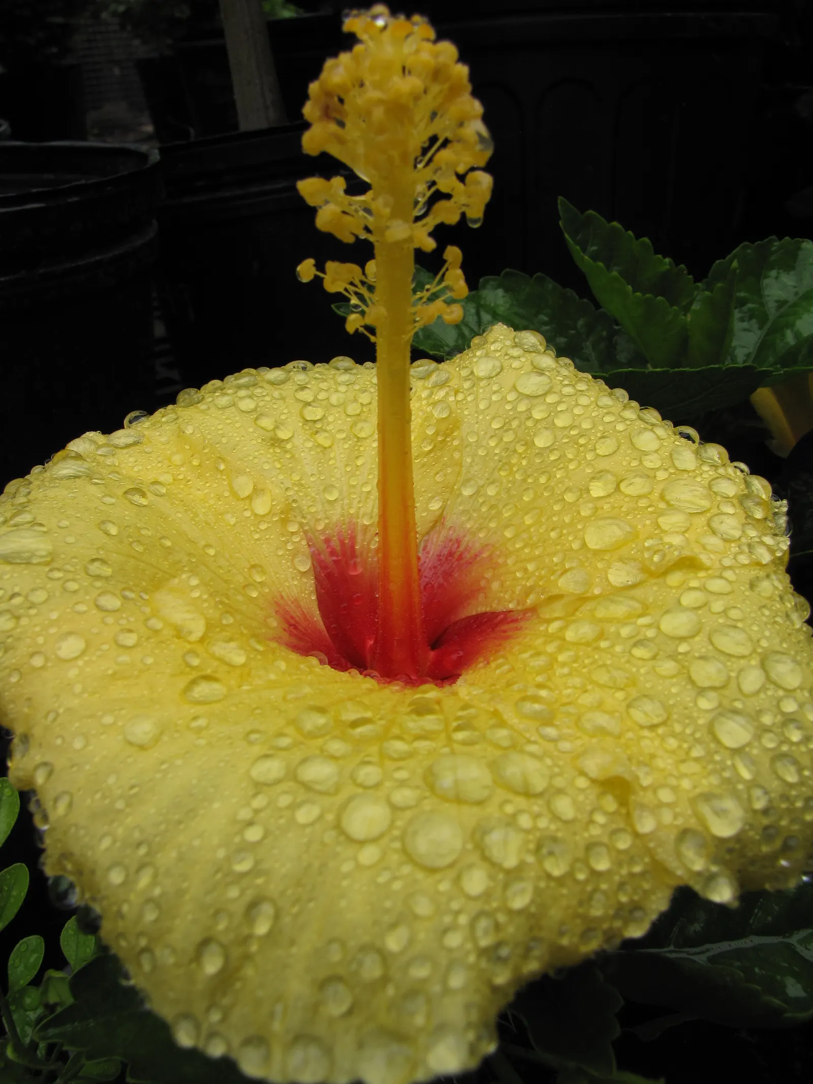Tropical Hibiscus, Rose Of China (Hibiscus Rosa-Sinensis 'Red') — While relatively low-maintenance, strategic pruning can encourage a fuller plant, image 93
