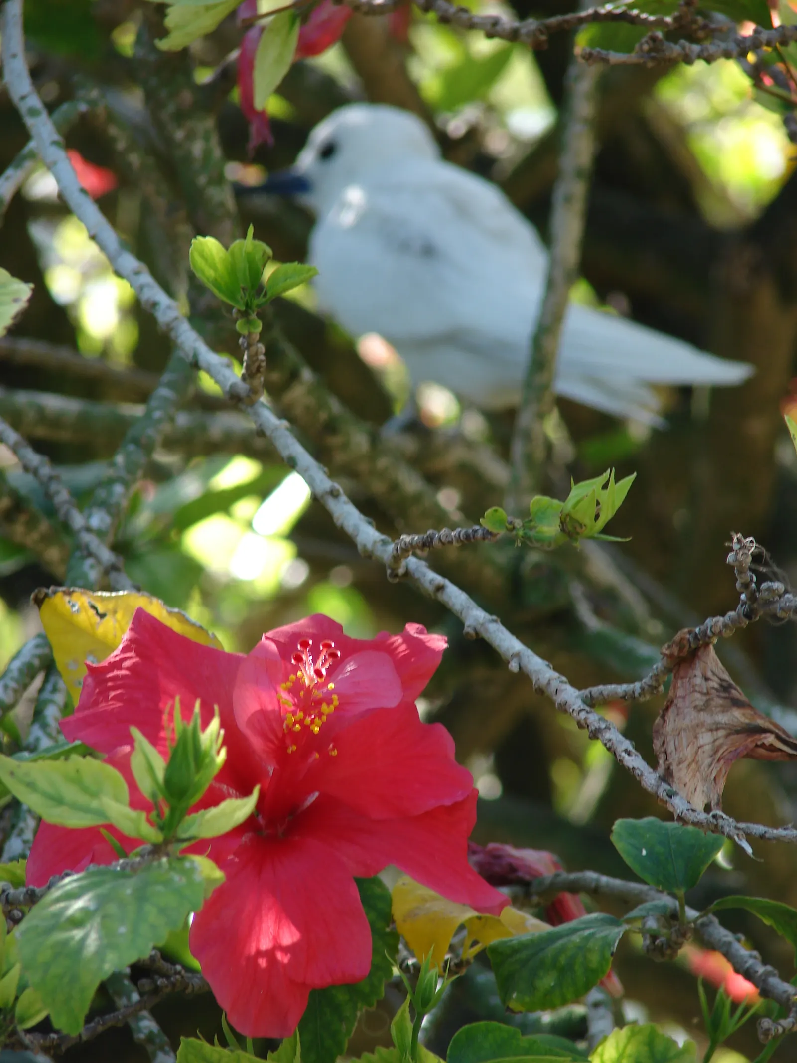 Tropical Hibiscus, Rose Of China (Hibiscus Rosa-Sinensis 'Red') — is a vibrant evergreen shrub that flourishes in USDA zones 9-11; fertile soil is, image 99