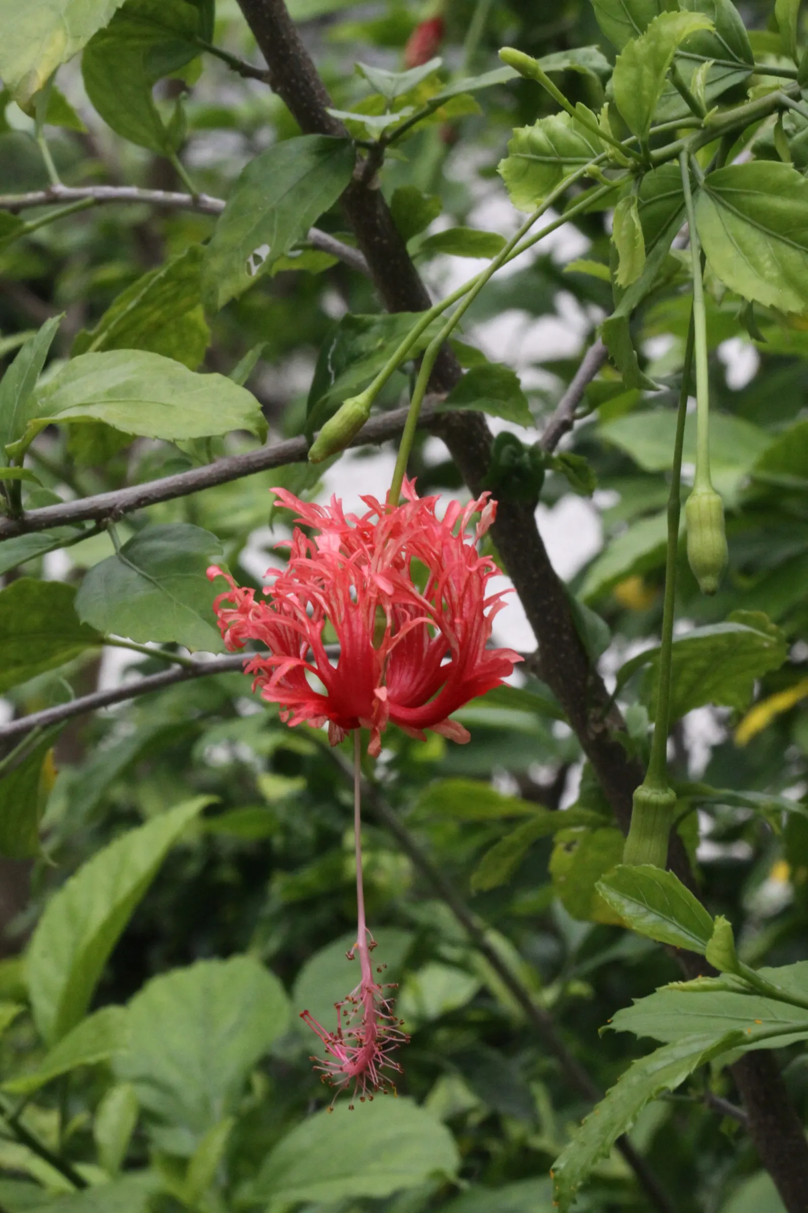 Tropical Hibiscus, Rose Of China (Hibiscus Rosa-Sinensis 'Red') — is a vibrant and robust flowering shrub that would serve as a stunning focal, image 104
