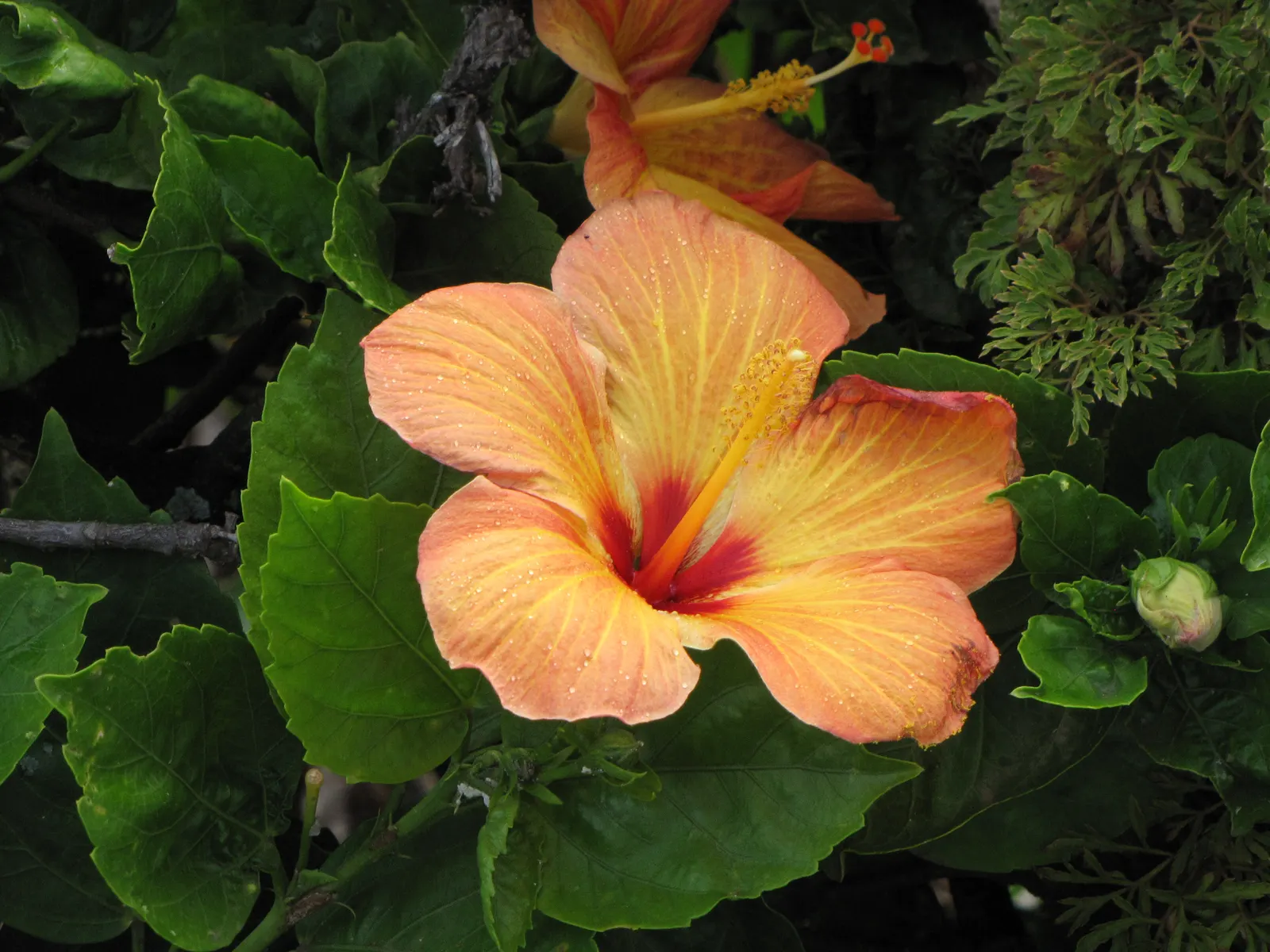 Tropical Hibiscus, Rose Of China (Hibiscus Rosa-Sinensis 'Red') — Ideal for focal points in gardens; the Tropical Hibiscus flourishes in USDA, image 78