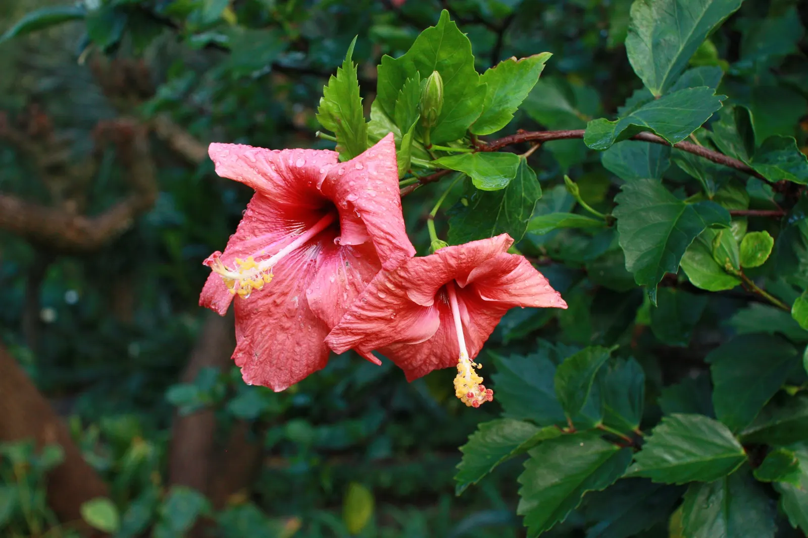 Tropical Hibiscus, Rose Of China (Hibiscus Rosa-Sinensis 'Red') — red flowers in the garden; it attracts pollinators while offering year-round, image 94
