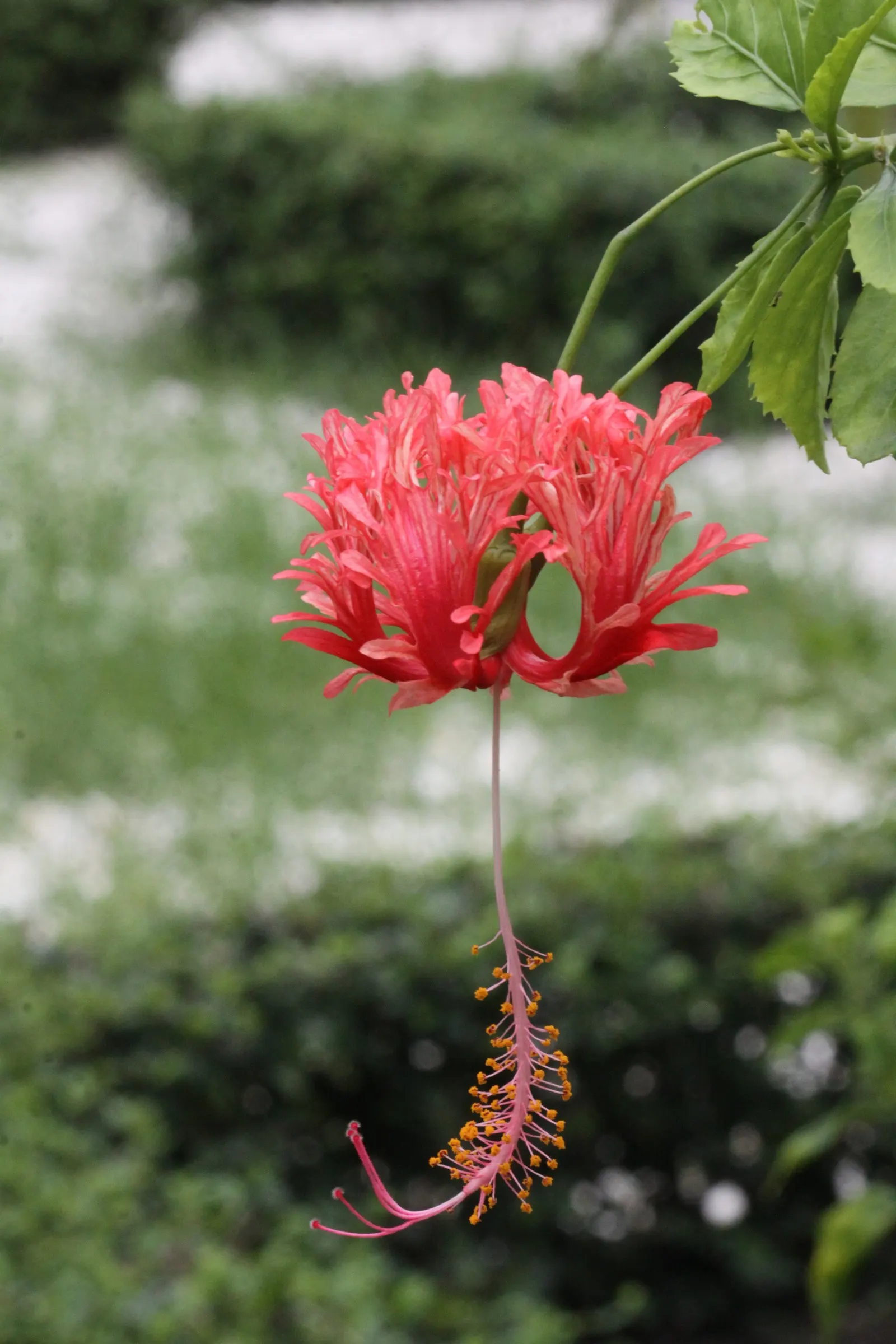 Tropical Hibiscus, Rose Of China (Hibiscus Rosa-Sinensis 'Red') — it attracts pollinators while offering year-round visual interest with its, image 103