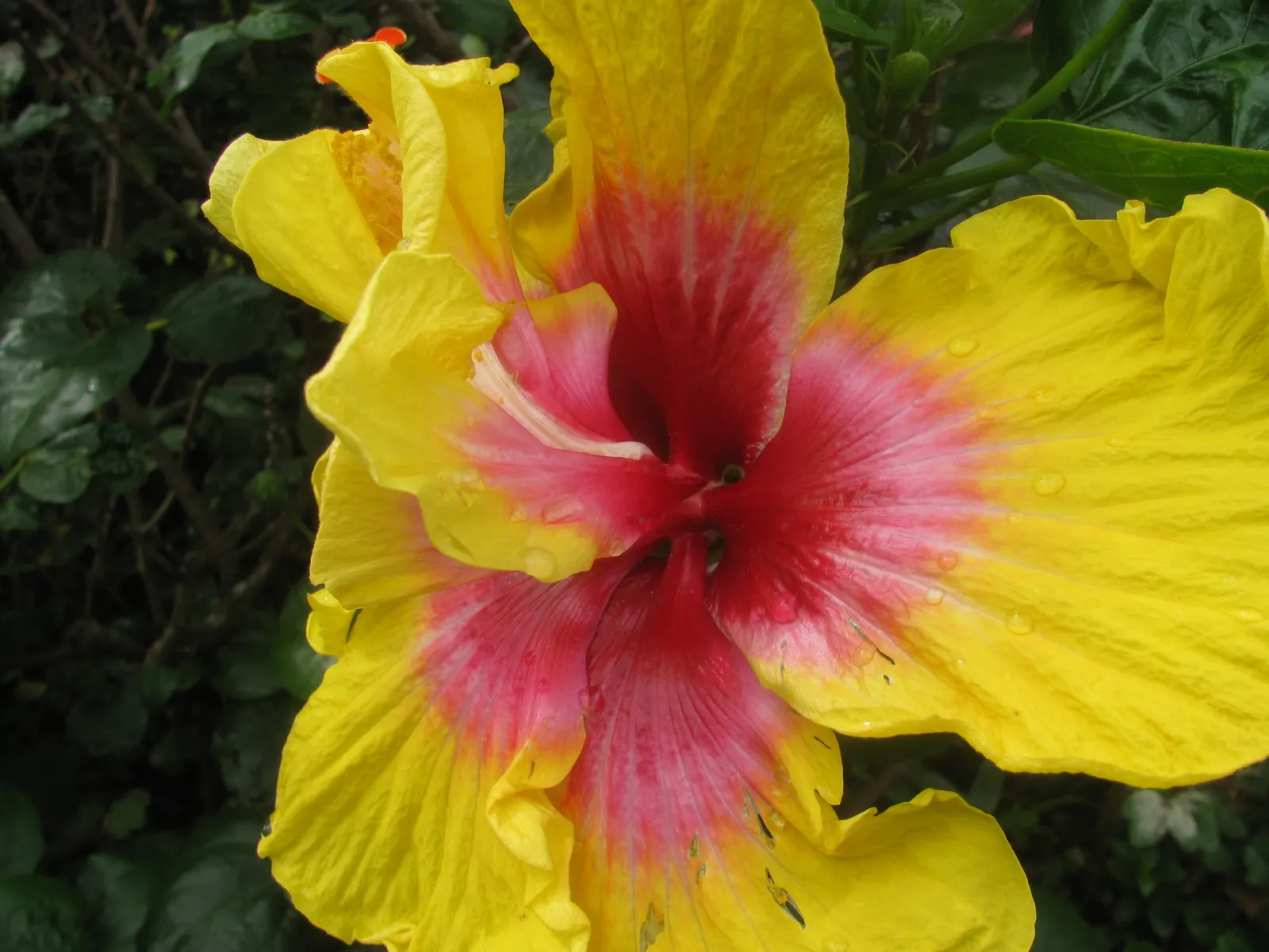 Tropical Hibiscus, Rose Of China (Hibiscus Rosa-Sinensis 'Red') — eye-catching red blooms which can reach a diameter of 4 to 8 inches; although, image 82