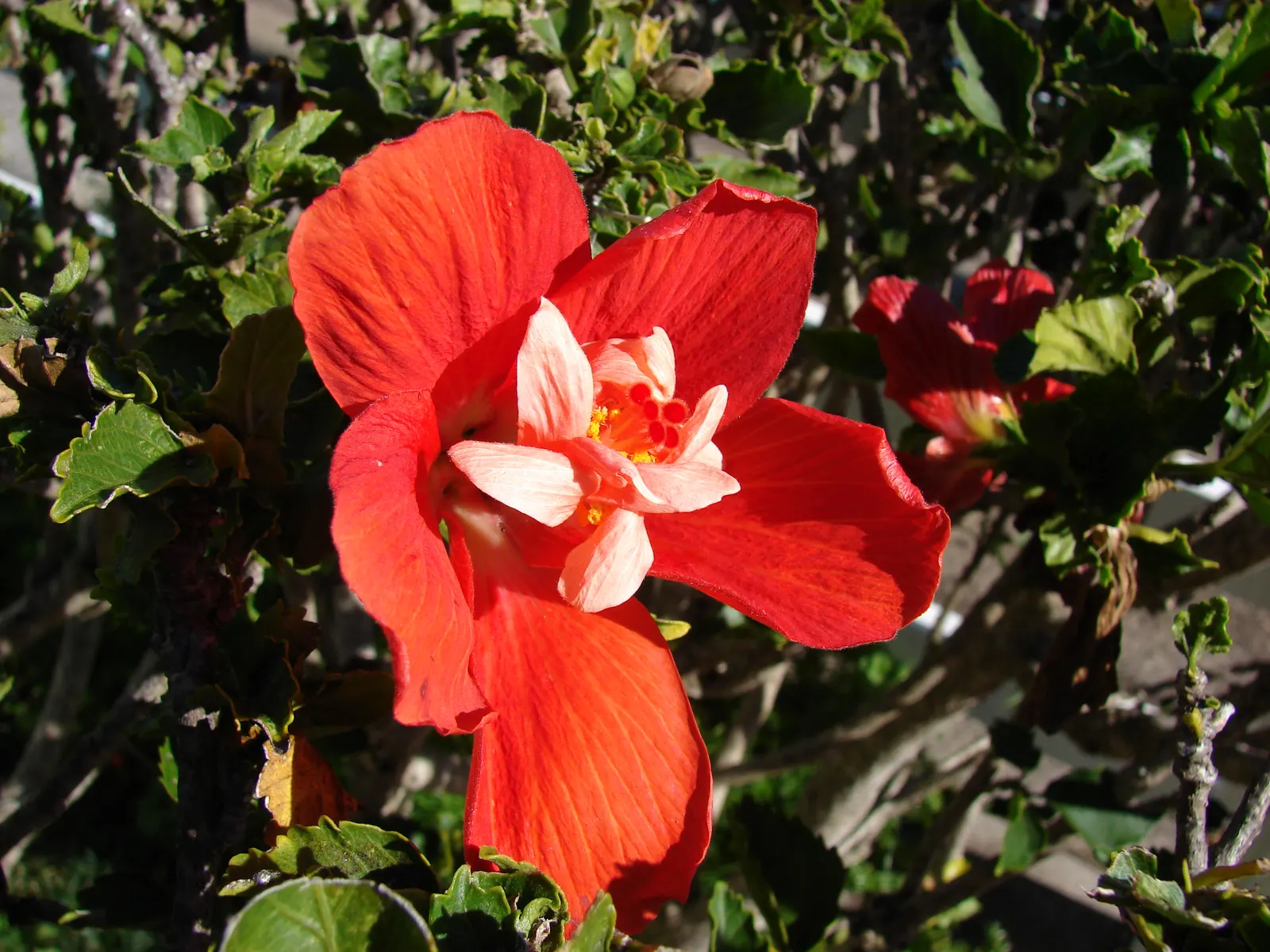 Tropical Hibiscus, Rose Of China (Hibiscus Rosa-Sinensis 'Red') — the Tropical Hibiscus flourishes in USDA Hardiness Zones 9 to 11 and enjoys full, image 87