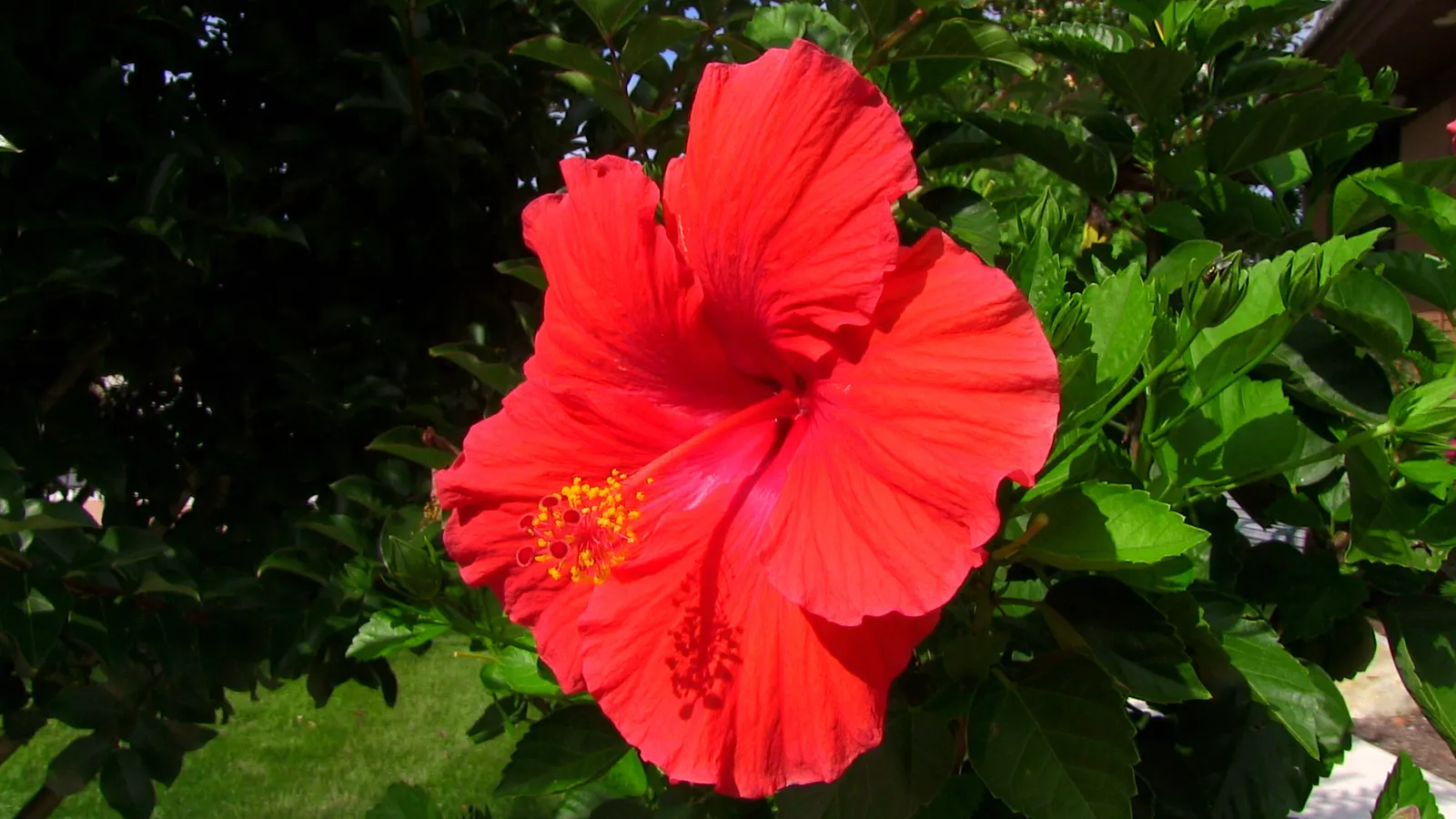 Tropical Hibiscus, Rose Of China (Hibiscus Rosa-Sinensis 'Red') — Preferring full sun, it requires well-drained soil and moderate watering; is a, image 77