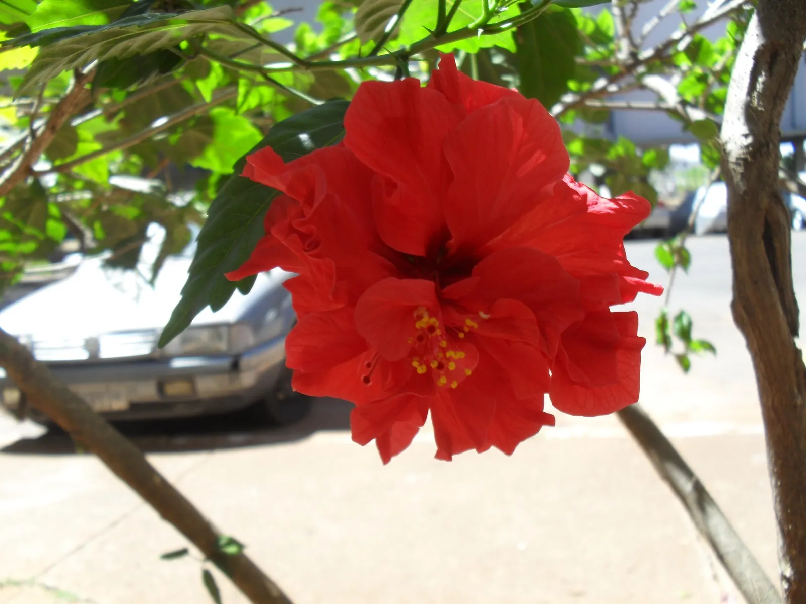 Tropical Hibiscus, Rose Of China (Hibiscus Rosa-Sinensis 'Red') — This evergreen perennial boasts glossy; protruding stamen that adds to their, image 105
