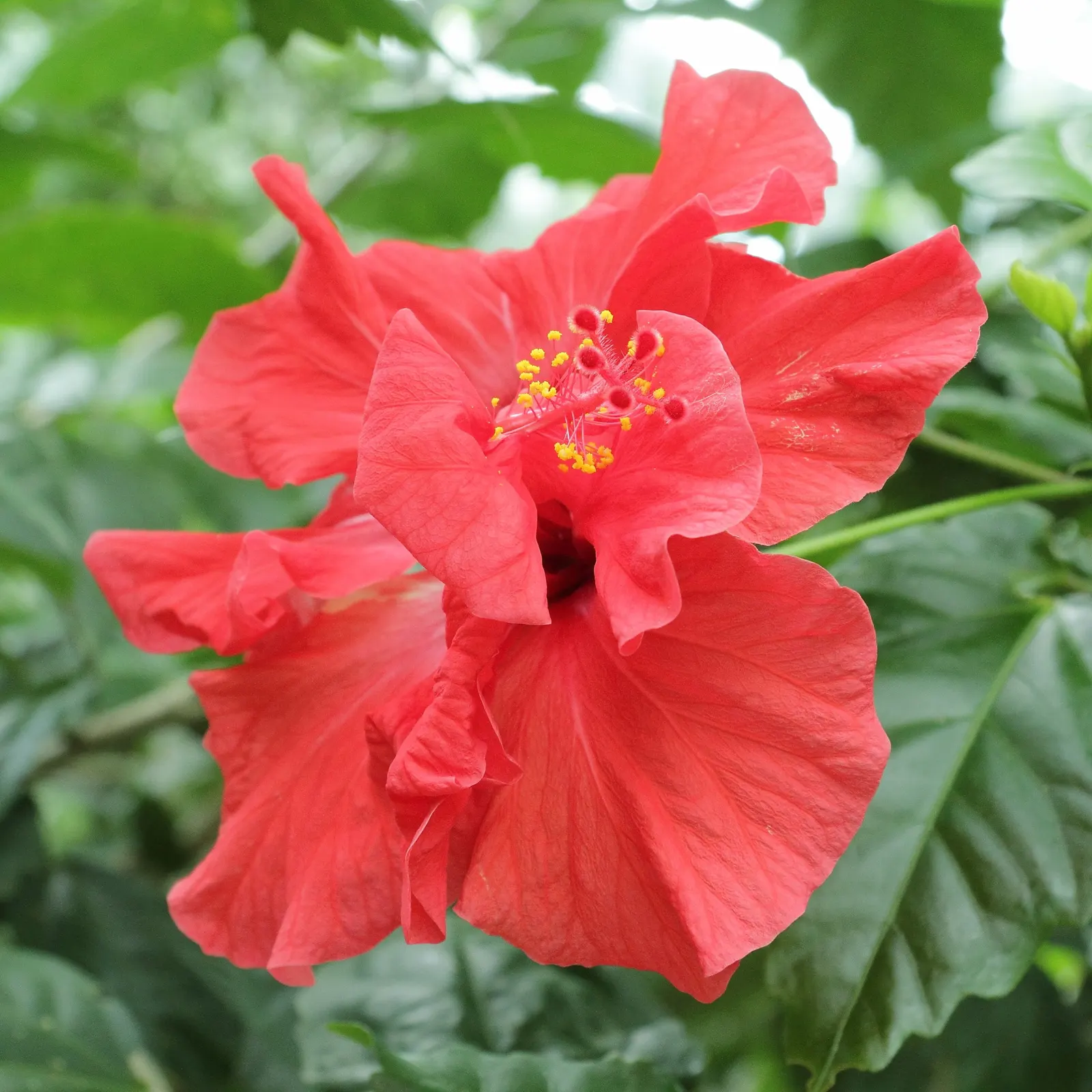 Tropical Hibiscus, Rose Of China (Hibiscus Rosa-Sinensis 'Red') — fertile soil is required along with regular watering; is a vibrant evergreen, image 90