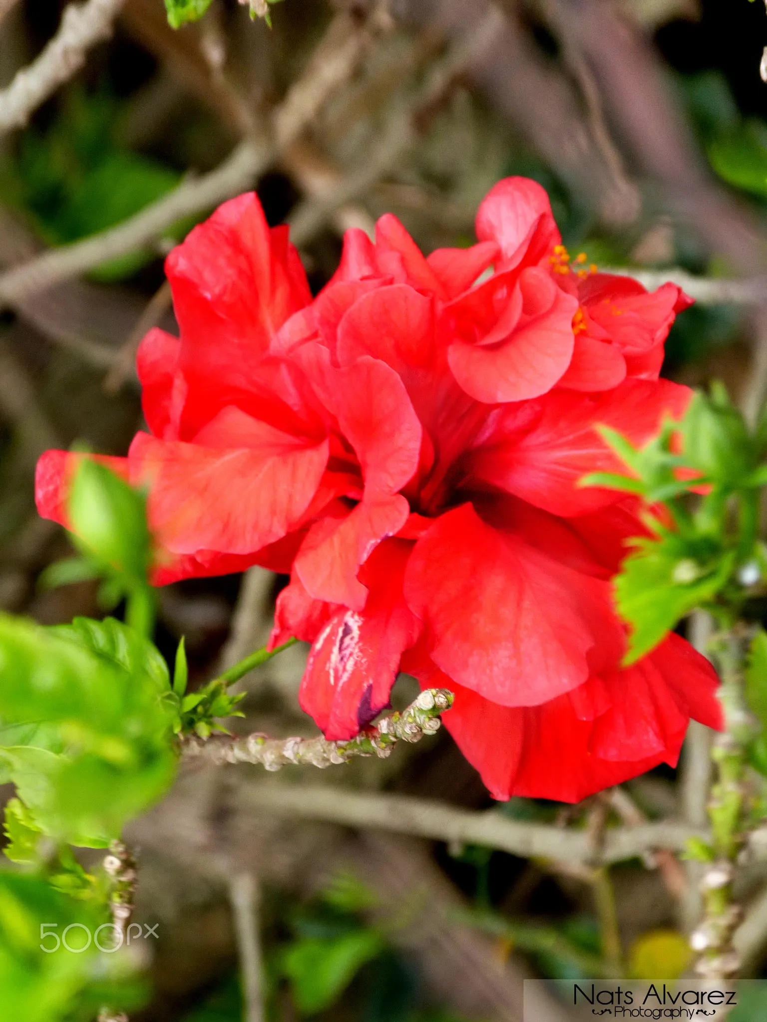 Tropical Hibiscus, Rose Of China (Hibiscus Rosa-Sinensis 'Red') — eye-catching red blooms which can reach a diameter of 4 to 8 inches; although, image 106