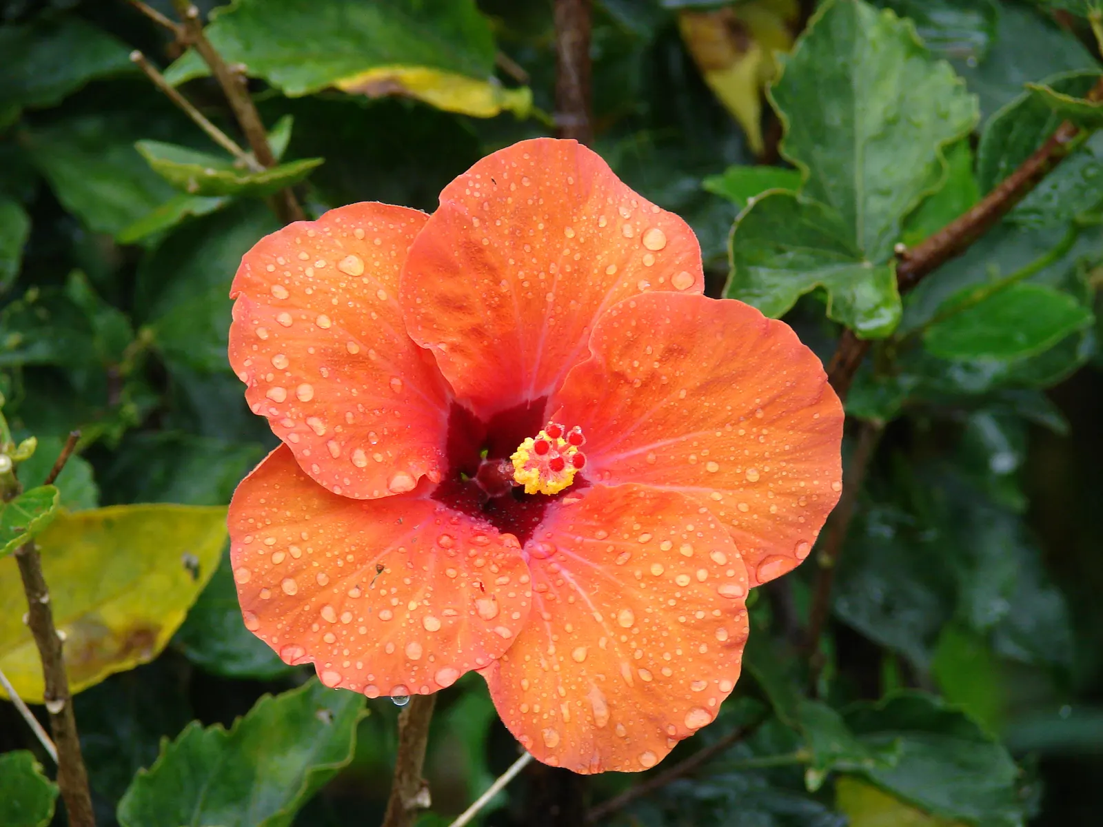 Tropical Hibiscus, Rose Of China (Hibiscus Rosa-Sinensis 'Red') — The Tropical Hibiscus 'Red'