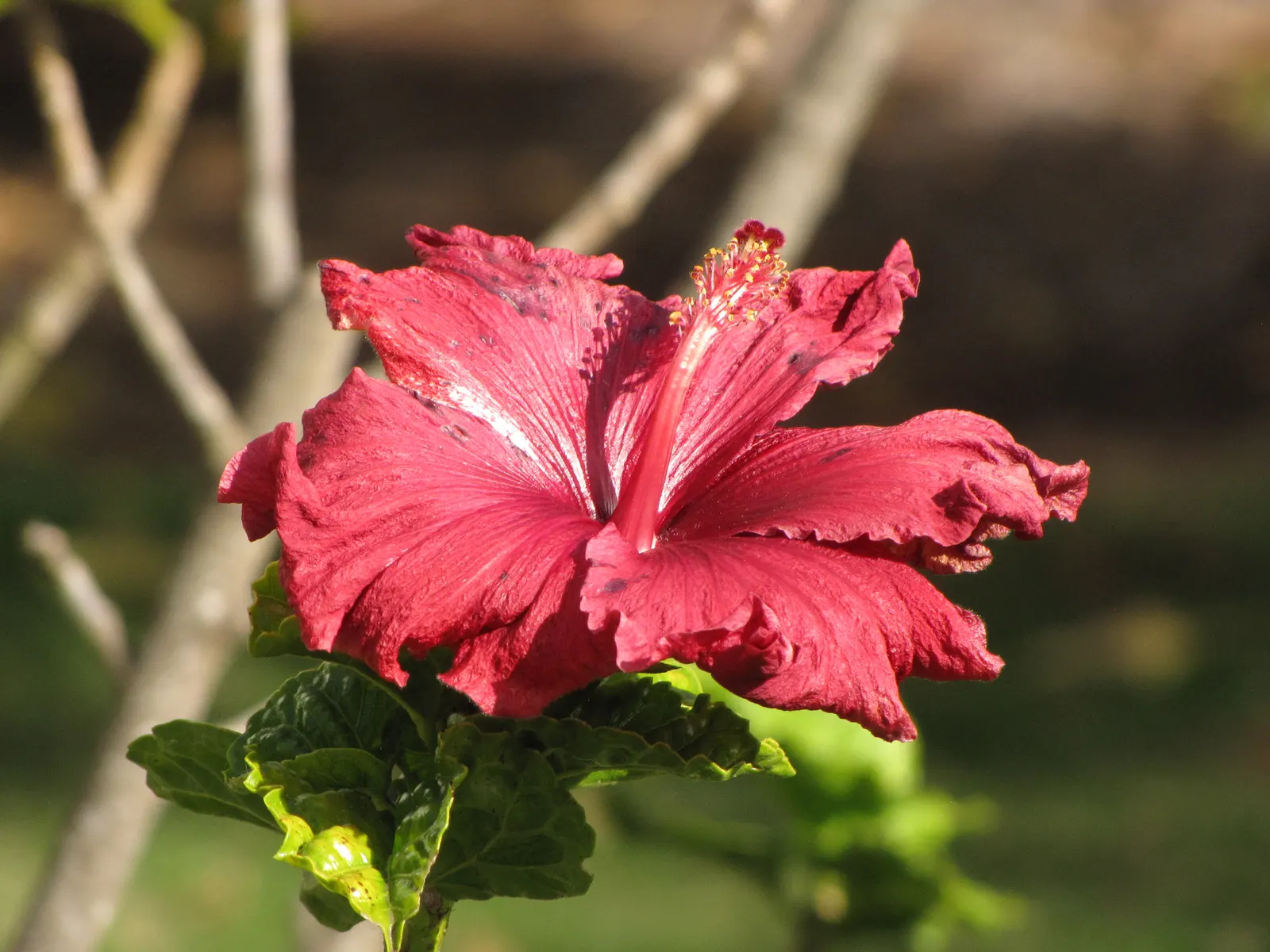 Tropical Hibiscus, Rose Of China (Hibiscus Rosa-Sinensis 'Red') — although it's important to avoid waterlogging; eye-catching red blooms which can, image 91