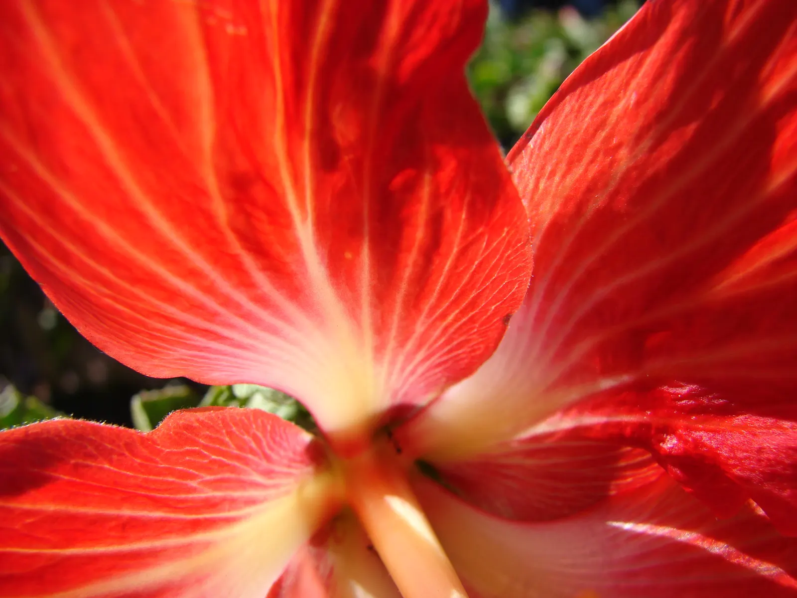 Tropical Hibiscus, Rose Of China (Hibiscus Rosa-Sinensis 'Red') — A mature Hibiscus rosa-sinensis 'Red' can reach a height of 5 to 8 feet with a, image 88