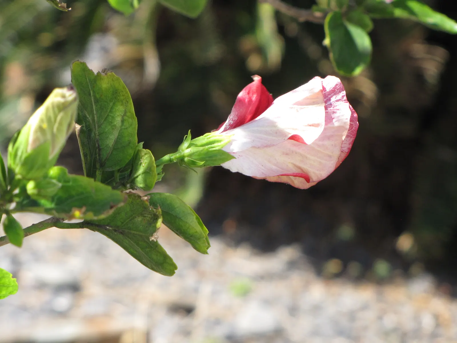 Tropical Hibiscus, Rose Of China (Hibiscus Rosa-Sinensis 'Red') — or Hibiscus rosa-sinensis; flowers display a pronounced, image 74