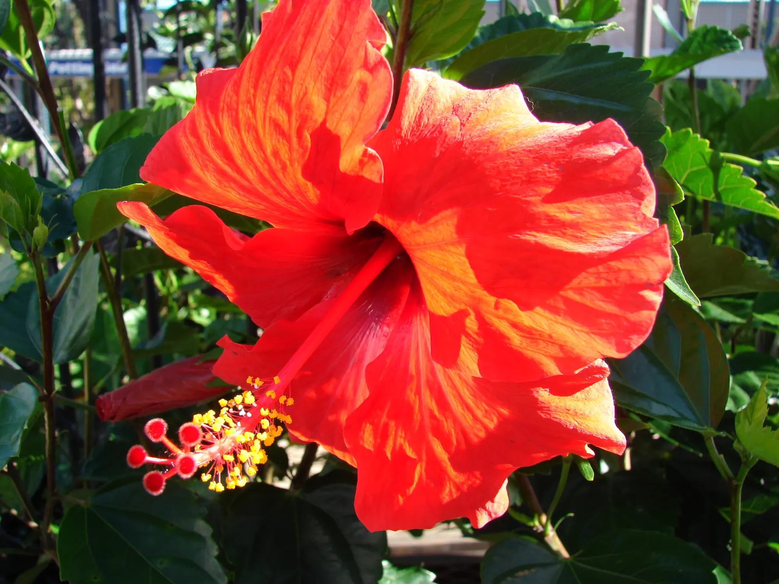 Tropical Hibiscus, Rose Of China (Hibiscus Rosa-Sinensis 'Red') — with peak blossoms in the summer months.<br><br>Preferring a warm climate; shrub, image 86