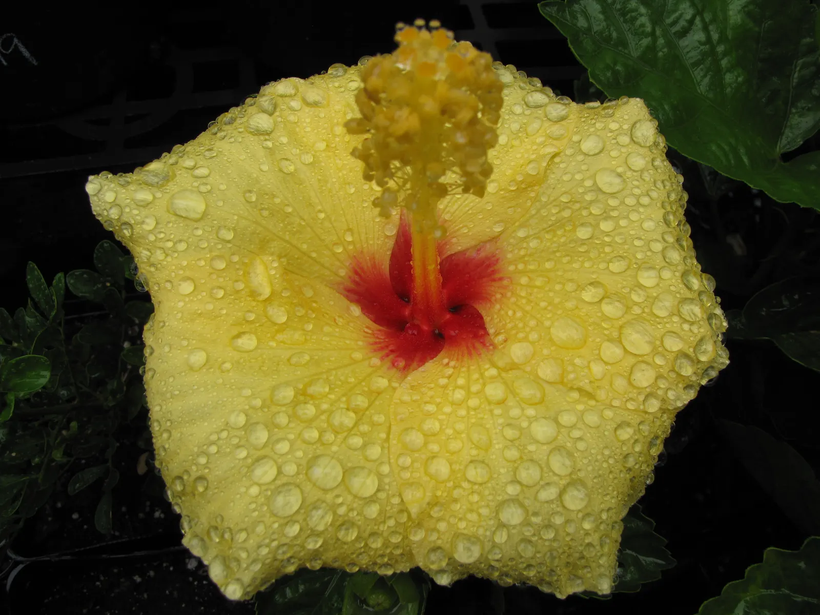 Tropical Hibiscus, Rose Of China (Hibiscus Rosa-Sinensis 'Red') — shrub with red blooms; with peak blossoms in the summer months.<br><br>Preferring, image 95