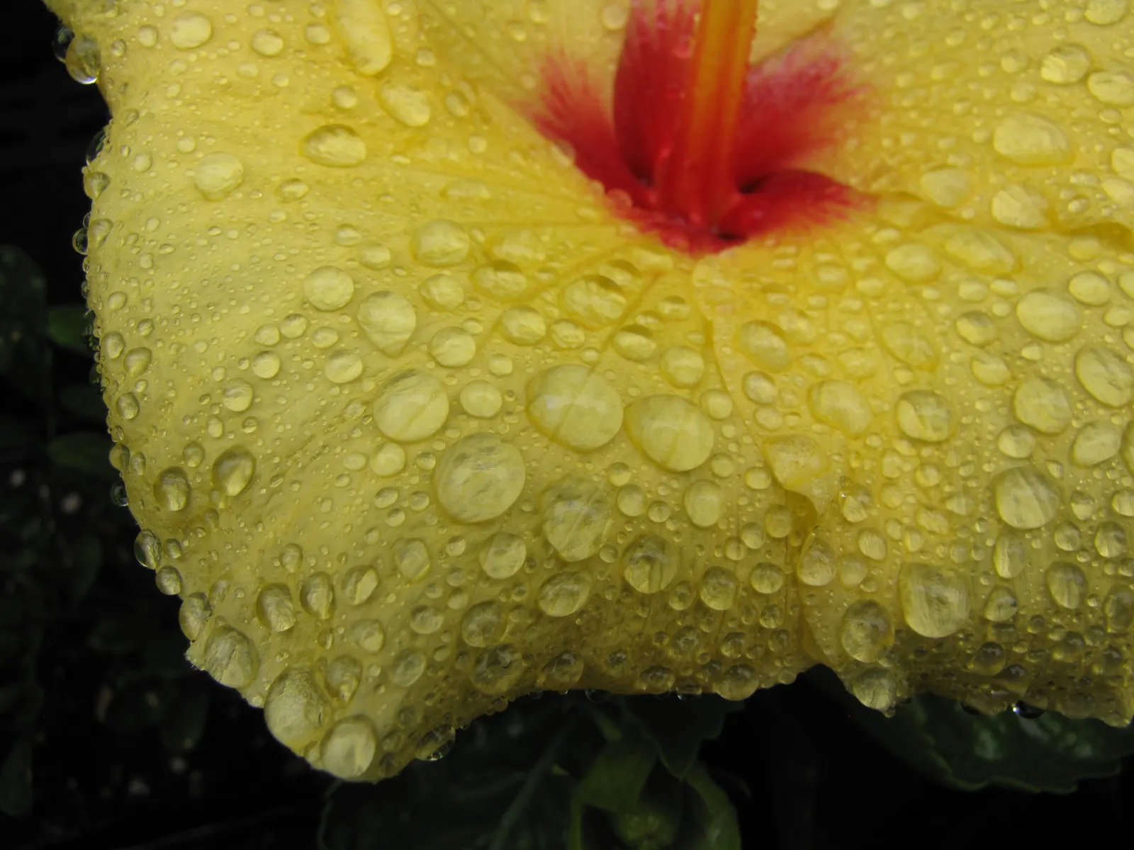 Tropical Hibiscus, Rose Of China (Hibiscus Rosa-Sinensis 'Red') — or Hibiscus rosa-sinensis; flowers display a pronounced, image 98