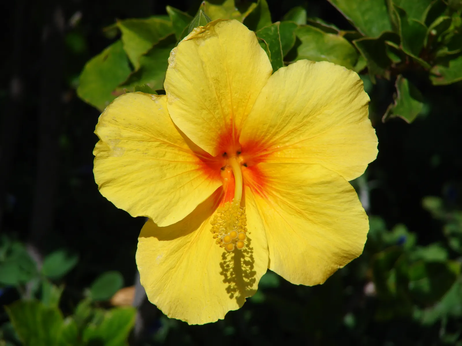 Tropical Hibiscus, Rose Of China (Hibiscus Rosa-Sinensis 'Red') — Preferring full sun, it requires well-drained soil and moderate watering; is a, image 101