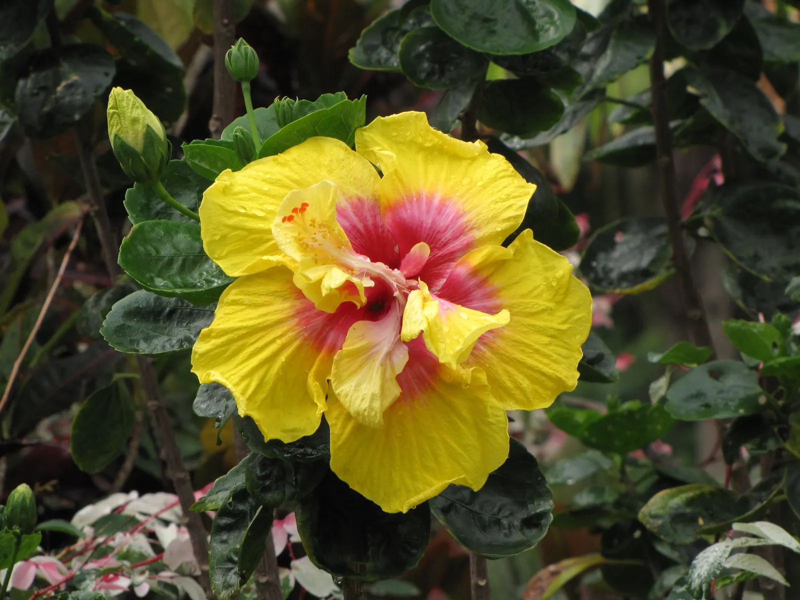 Tropical Hibiscus, Rose Of China (Hibiscus Rosa-Sinensis 'Red') — shrub for full or half; while relatively low-maintenance, strategic pruning can, image 96