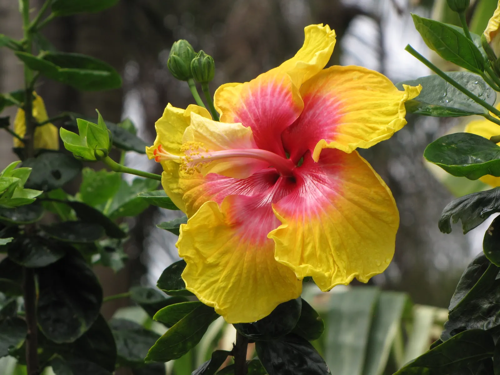 Tropical Hibiscus, Rose Of China (Hibiscus Rosa-Sinensis 'Red') — Flowers display a pronounced; or Hibiscus rosa-sinensis, image 83