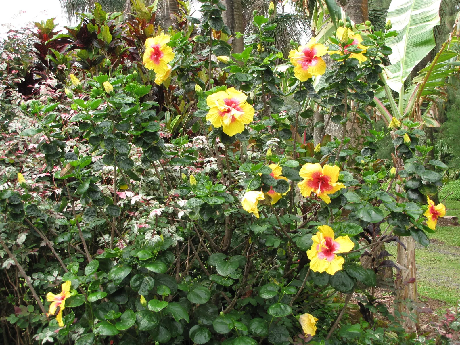 Tropical Hibiscus, Rose Of China (Hibiscus Rosa-Sinensis 'Red') — Nutrients should be provided through monthly fertilization during the growing, image 92