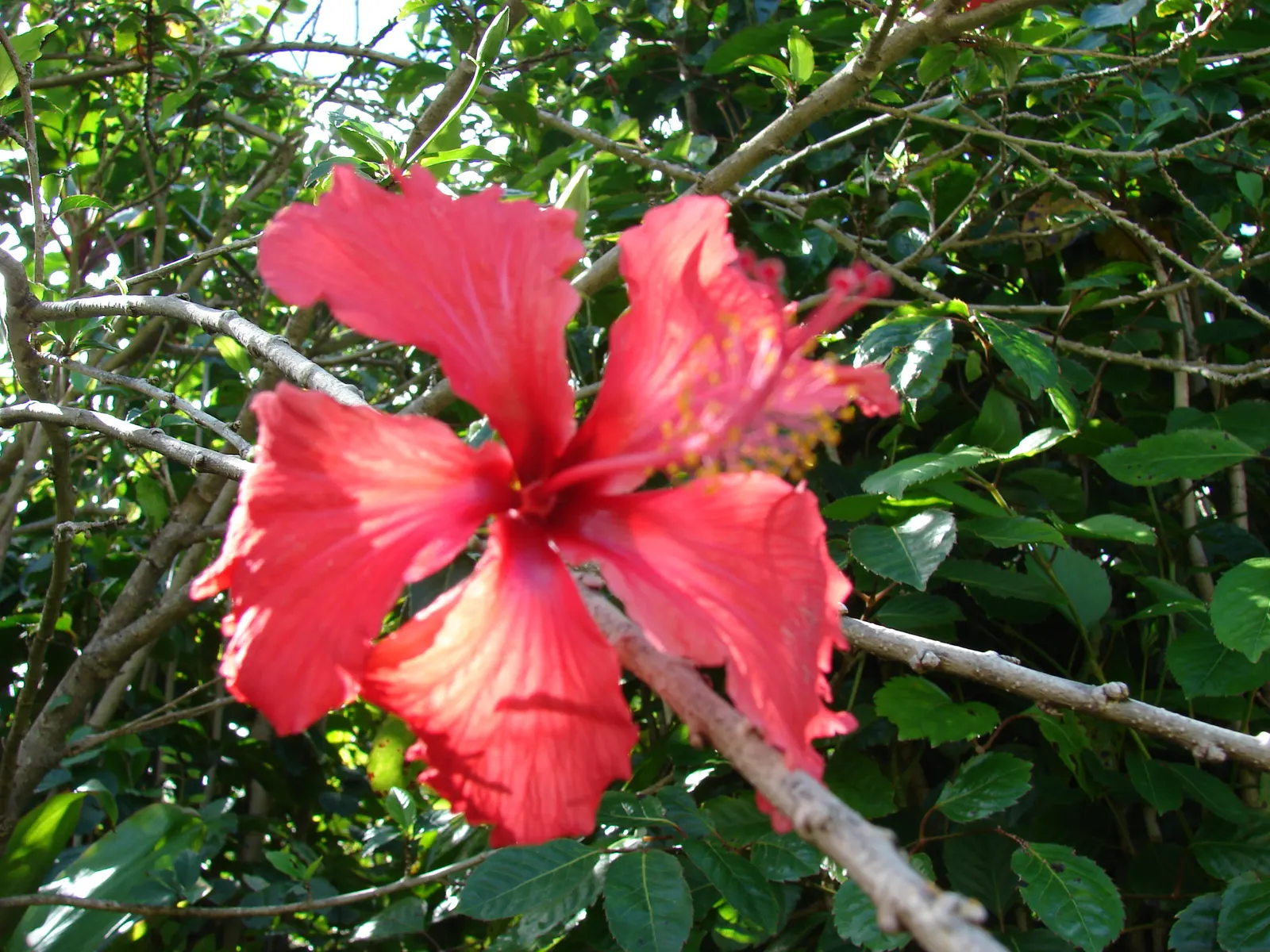Tropical Hibiscus, Rose Of China (Hibiscus Rosa-Sinensis 'Red') — protruding stamen that adds to their exotic allure; this evergreen perennial, image 84
