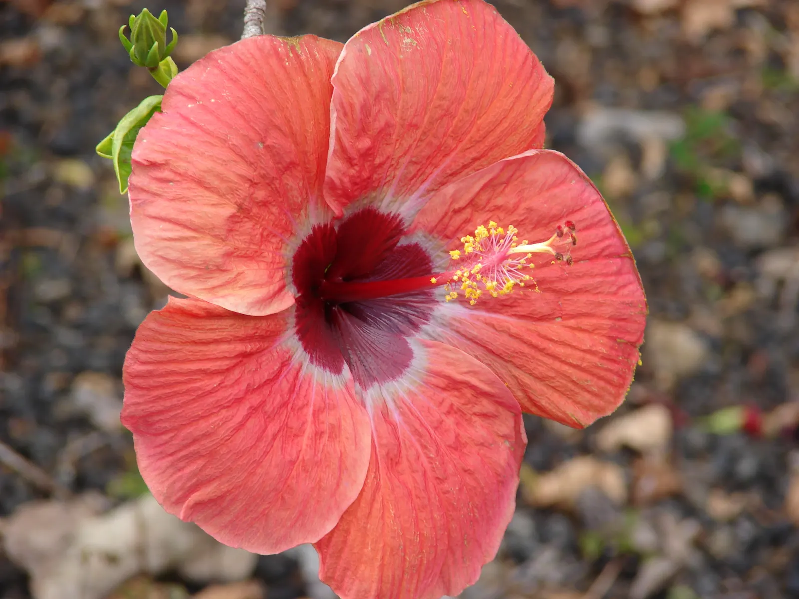 Tropical Hibiscus, Rose Of China (Hibiscus Rosa-Sinensis 'Red') — is a vibrant and robust flowering shrub that would serve as a stunning focal, image 80