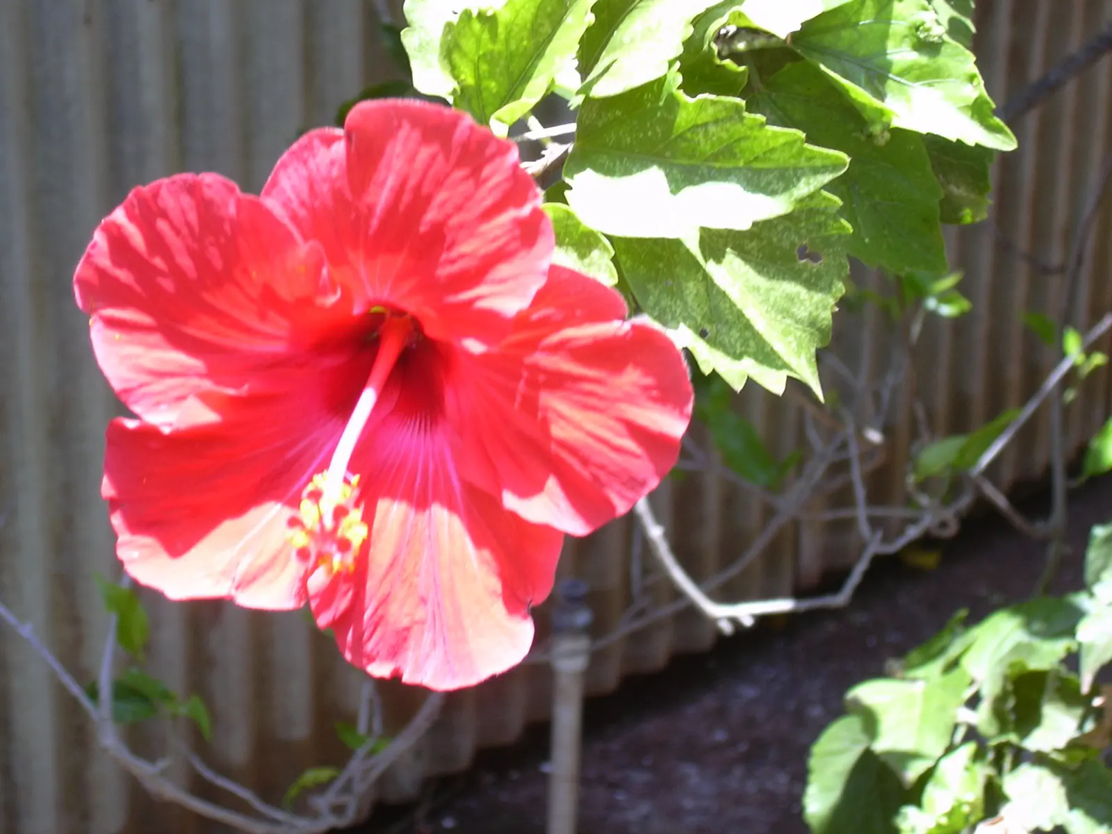 Tropical Hibiscus, Rose Of China (Hibiscus Rosa-Sinensis 'Red') — it attracts pollinators while offering year-round visual interest with its, image 79